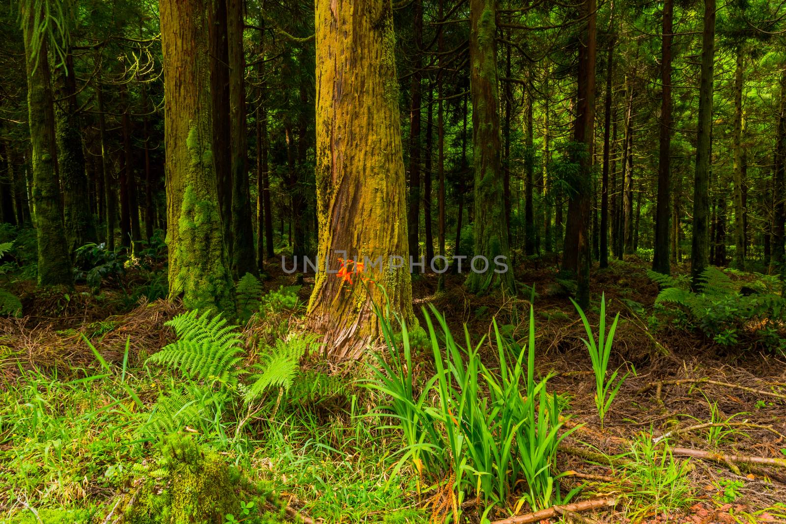 mystic green forest ground with roots in Lagoa do Canario, on Sao Miguel, Azores, Portugal