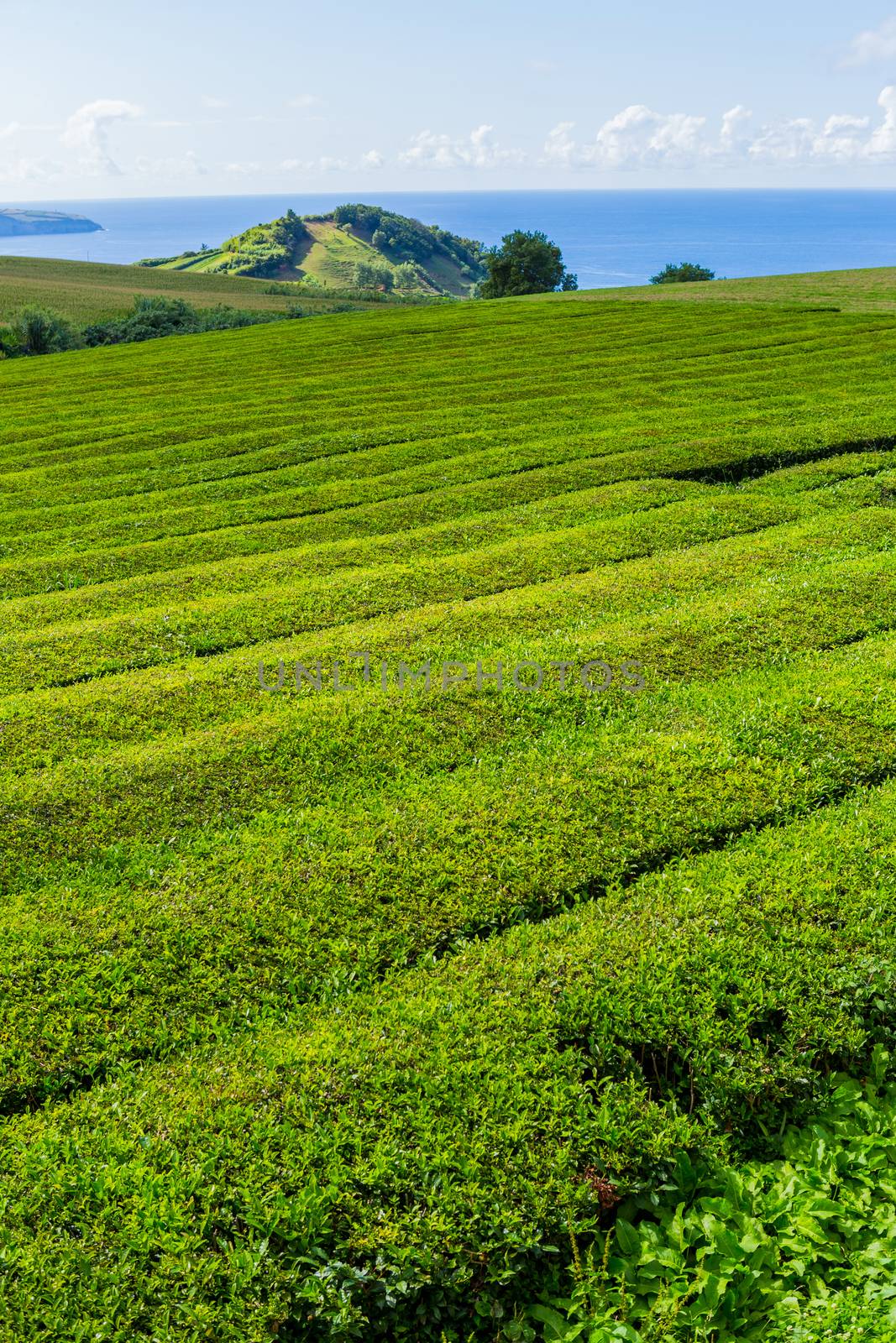 View on tea plantation rows in Gorreana. The oldest, and only, tea plantation in Europe, Sao Miguel island, Azores, Portugal