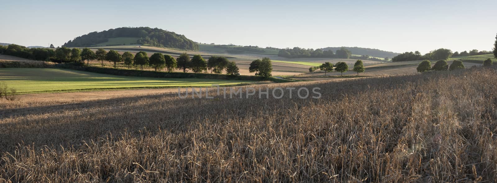 rural landscape of countryside with cornfields and meadows in regional parc de caps et marais d'opale in the north of france