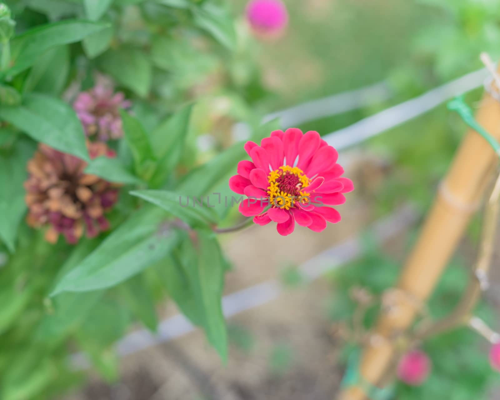 Top view a bamboo stake to support blooming tall zinnia plant at backyard garden near Dallas, Texas, USA by trongnguyen