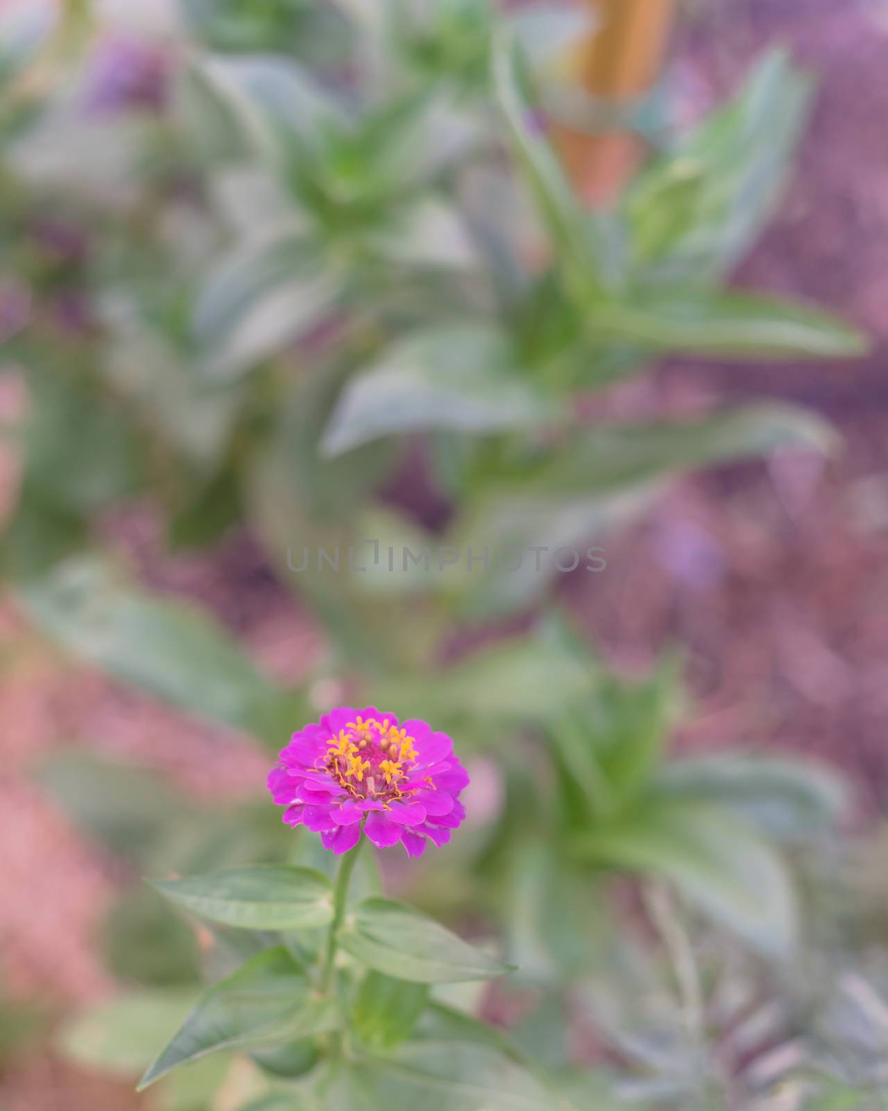 Single purple zinnia flower blossom at organic backyard garden near Dallas, Texas, USA by trongnguyen