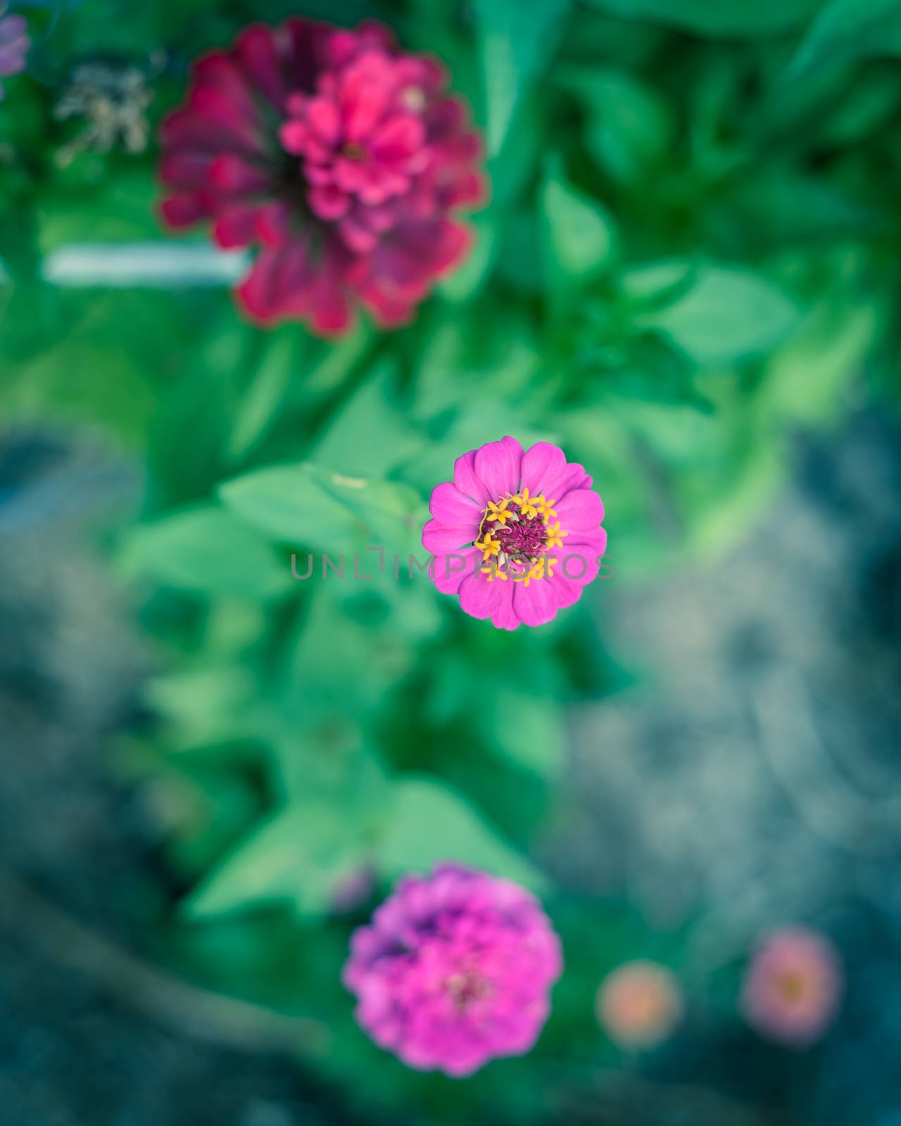 Toned photo of blooming zinnia flower at organic garden near Dallas, Texas, America. Top view selective focus blossom zinnia, a genus of plants of the sunflower tribe within the daisy family.