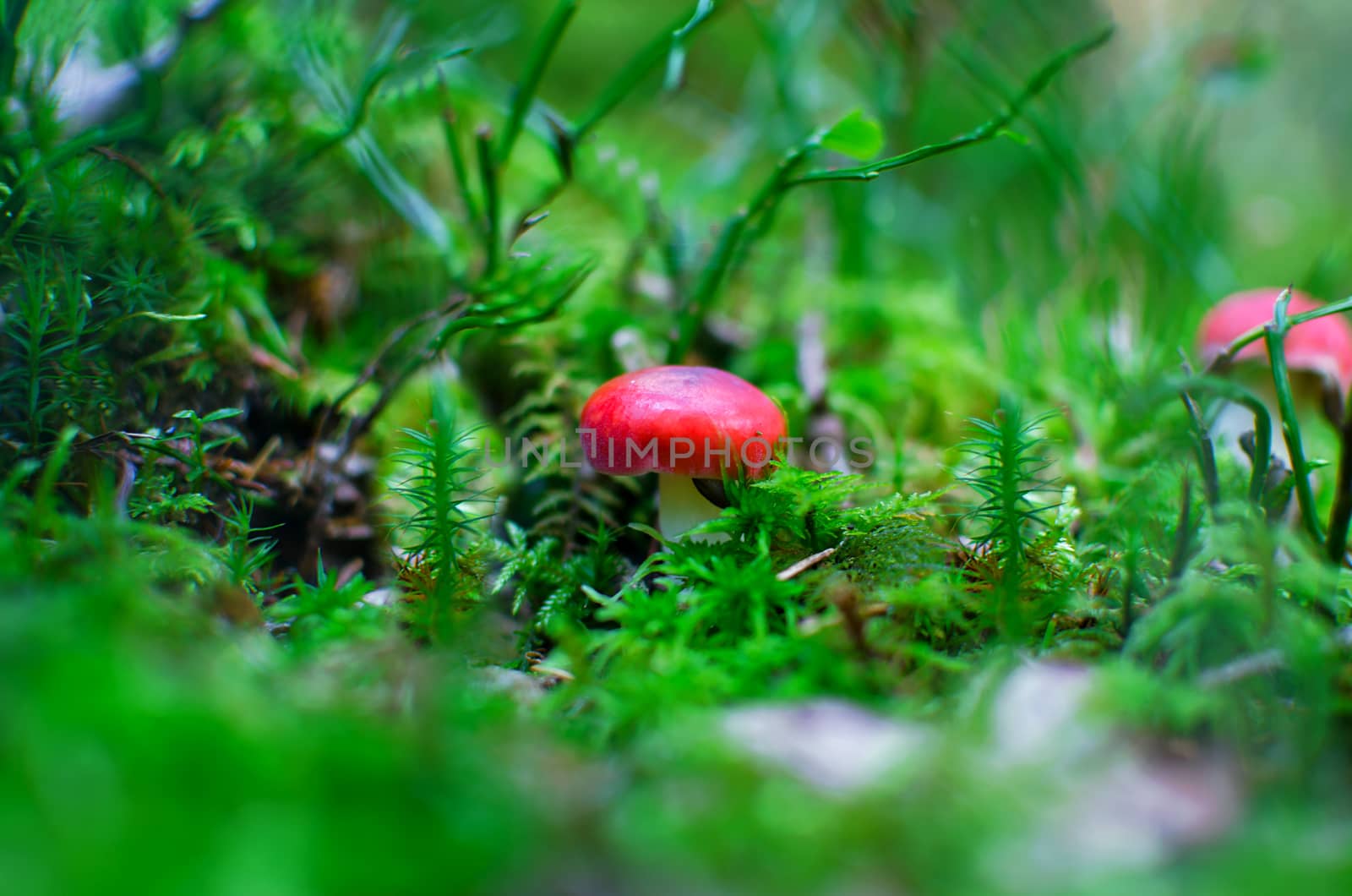 Single small sickener mushroom a red cap in green moss. by KajaNi