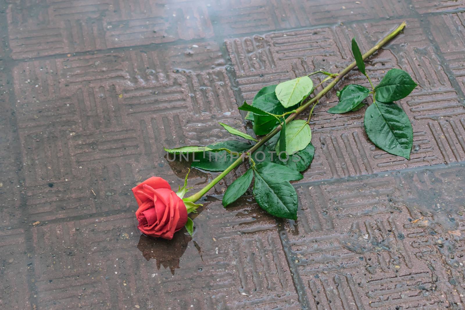 A rose thrown on the sidewalk lies in a puddle in the autumn rain