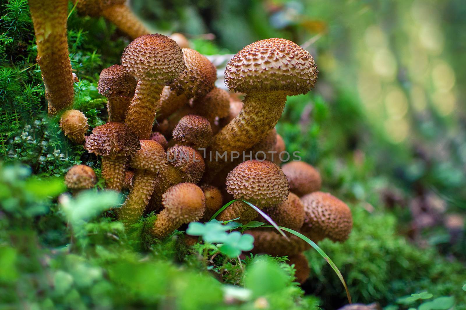 Fungus in the natural autumn environment. Mushrooms macro on moss. Scenic nature background