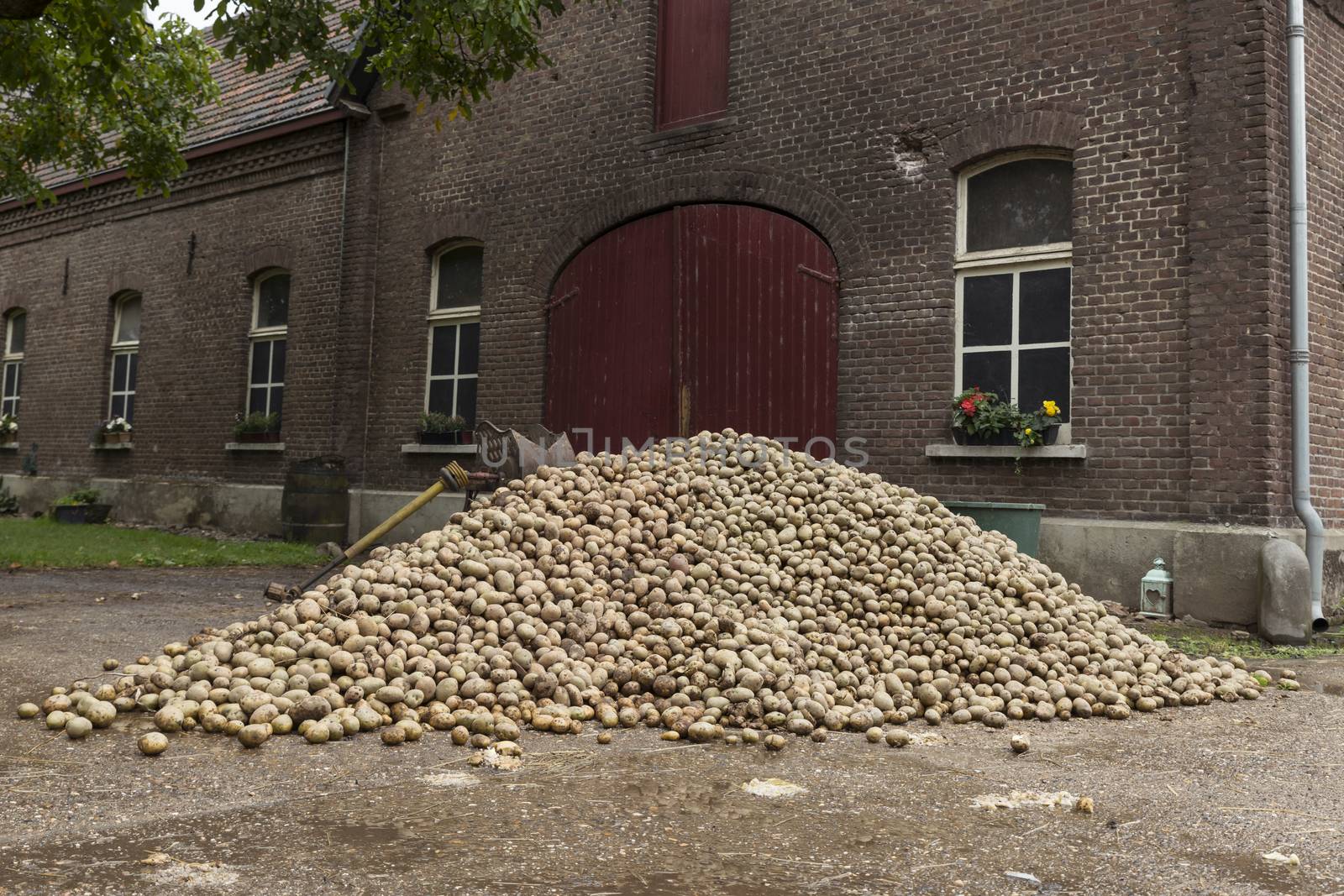 a large stack of potatoes for consumption fresh from the land for the farm