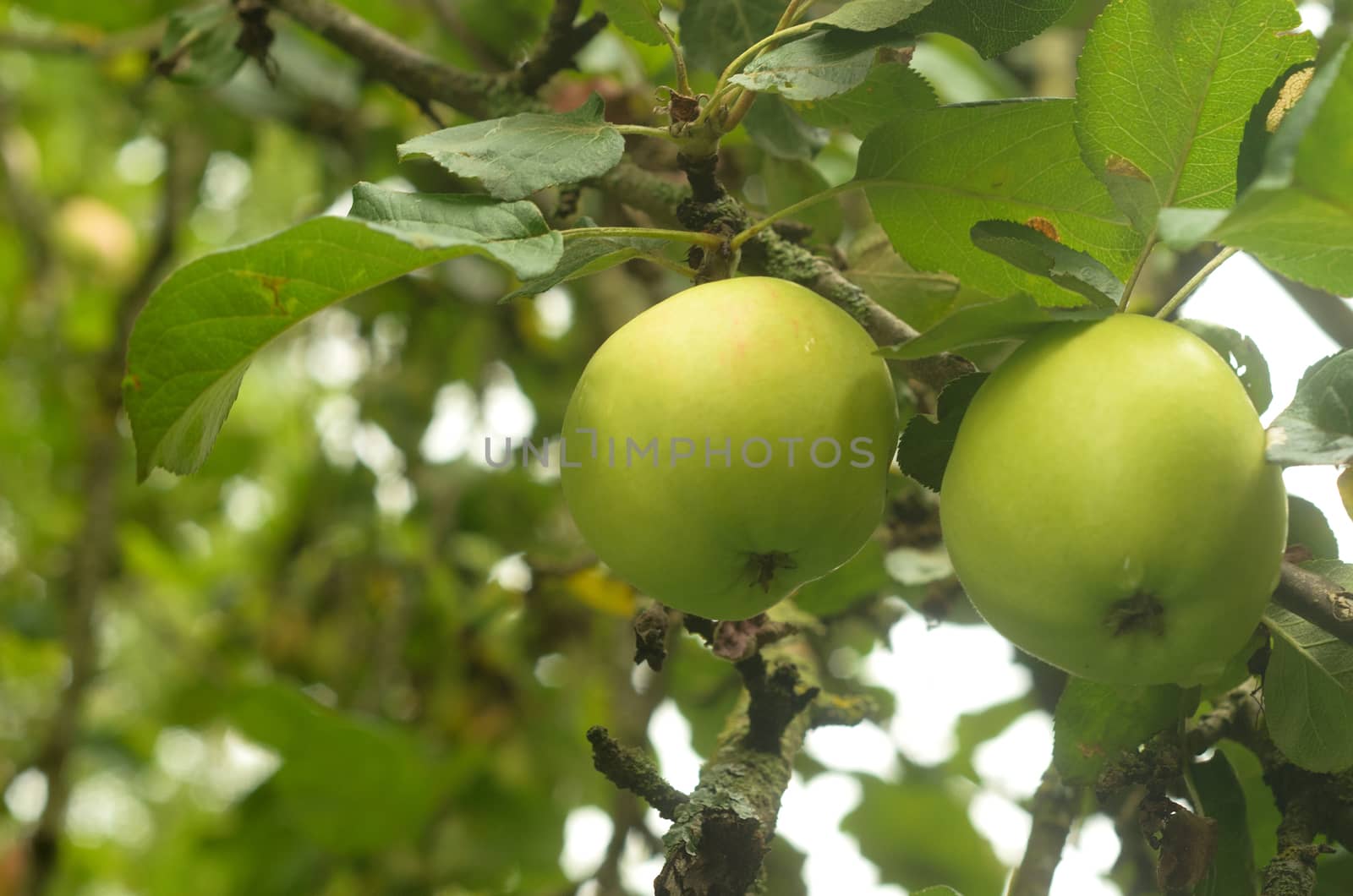 Two green apples is hanging on tree branch. 