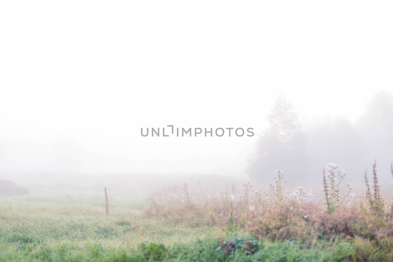 Thick fog. Rural landscape on a early foggy morning in the village. by galinasharapova