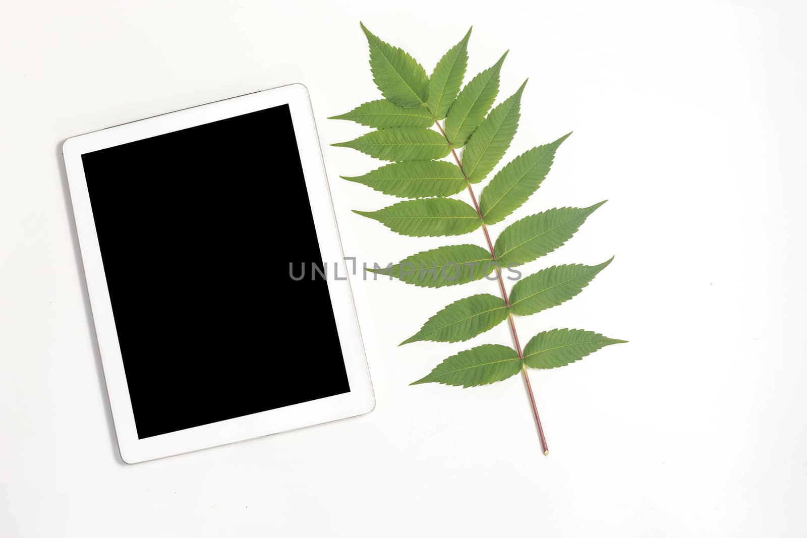 White tablet and white whalnut leaf on gray background. by galinasharapova