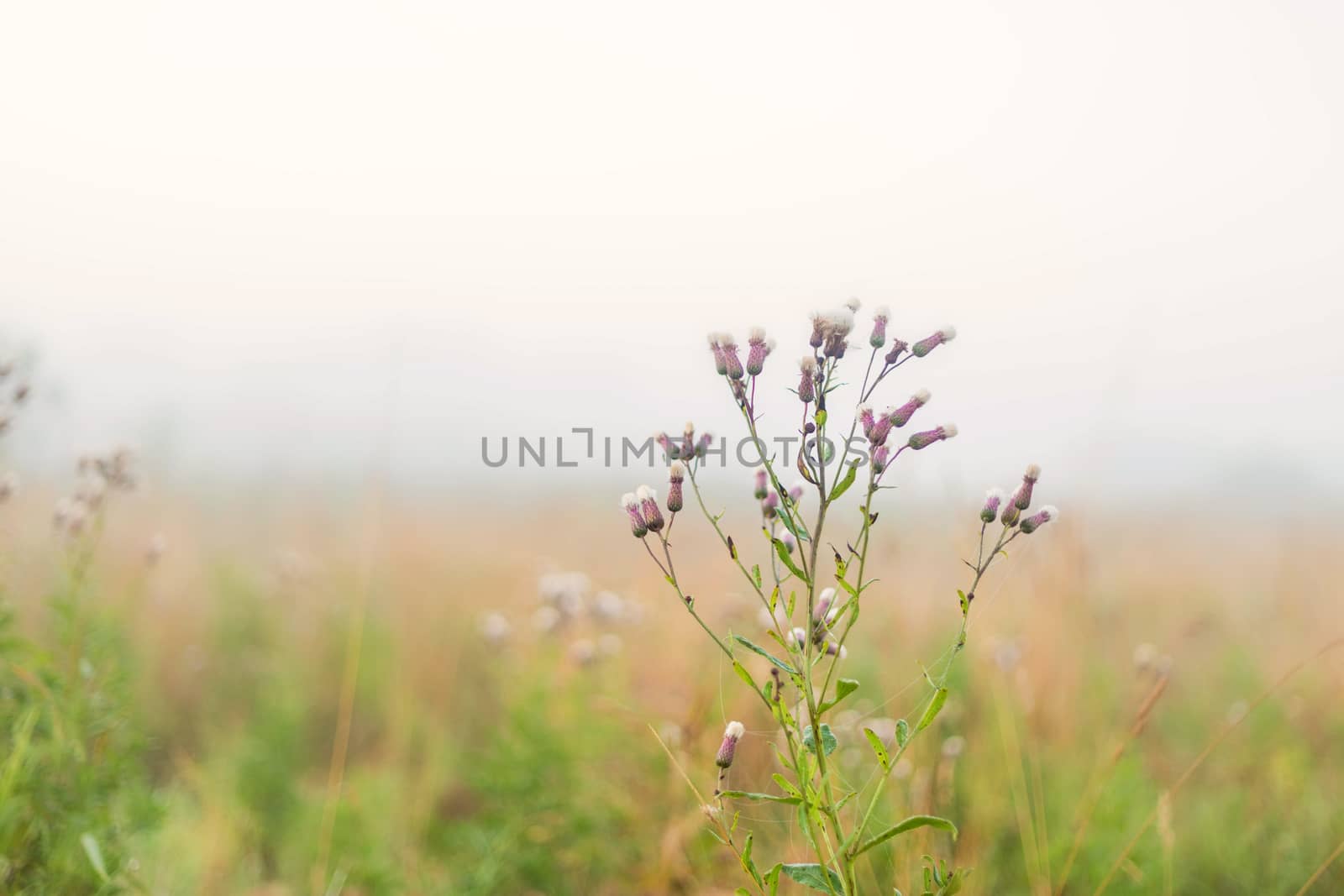 Rural landscape on a early foggy morning in the field. Place for text