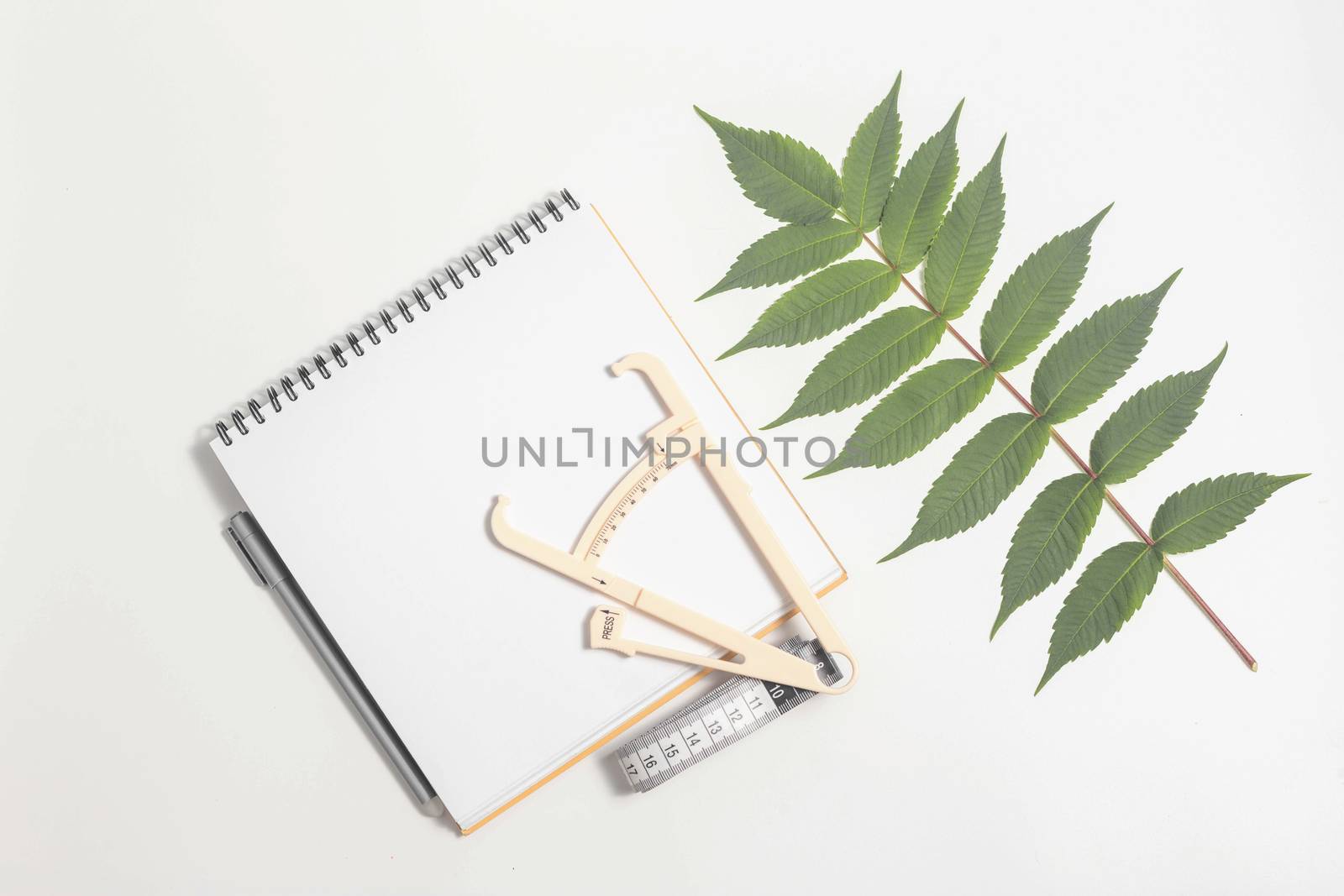  A Clear sheet.notepad, caliper, centimeter, walnut leaf. by galinasharapova