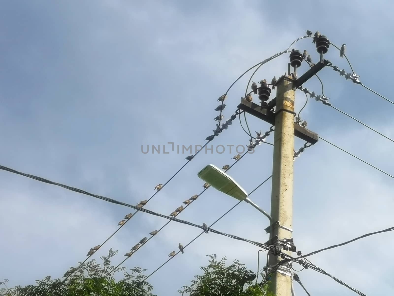 Starling birds sit on wires and lamppost in the village by galinasharapova