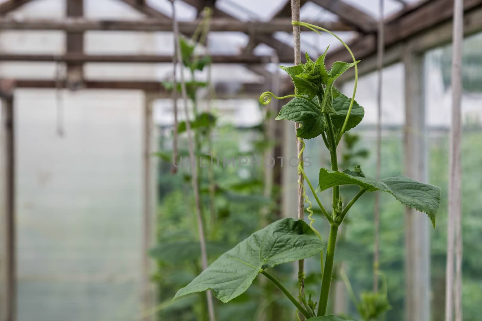 Cucumbers in the greenhouse to grow. Closeup green tenacious climbing  by galinasharapova