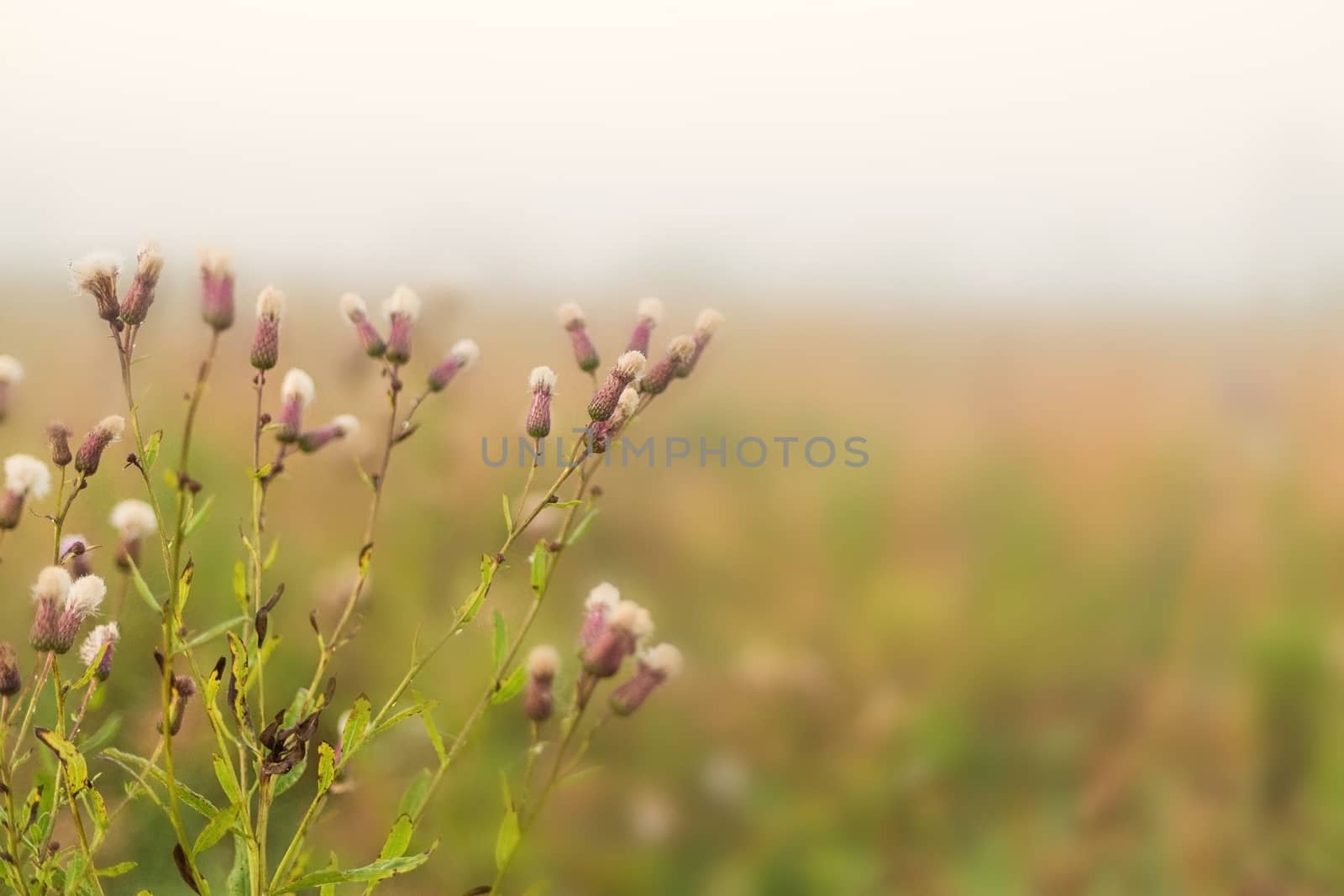 Rural landscape on a early foggy morning in the field. by galinasharapova