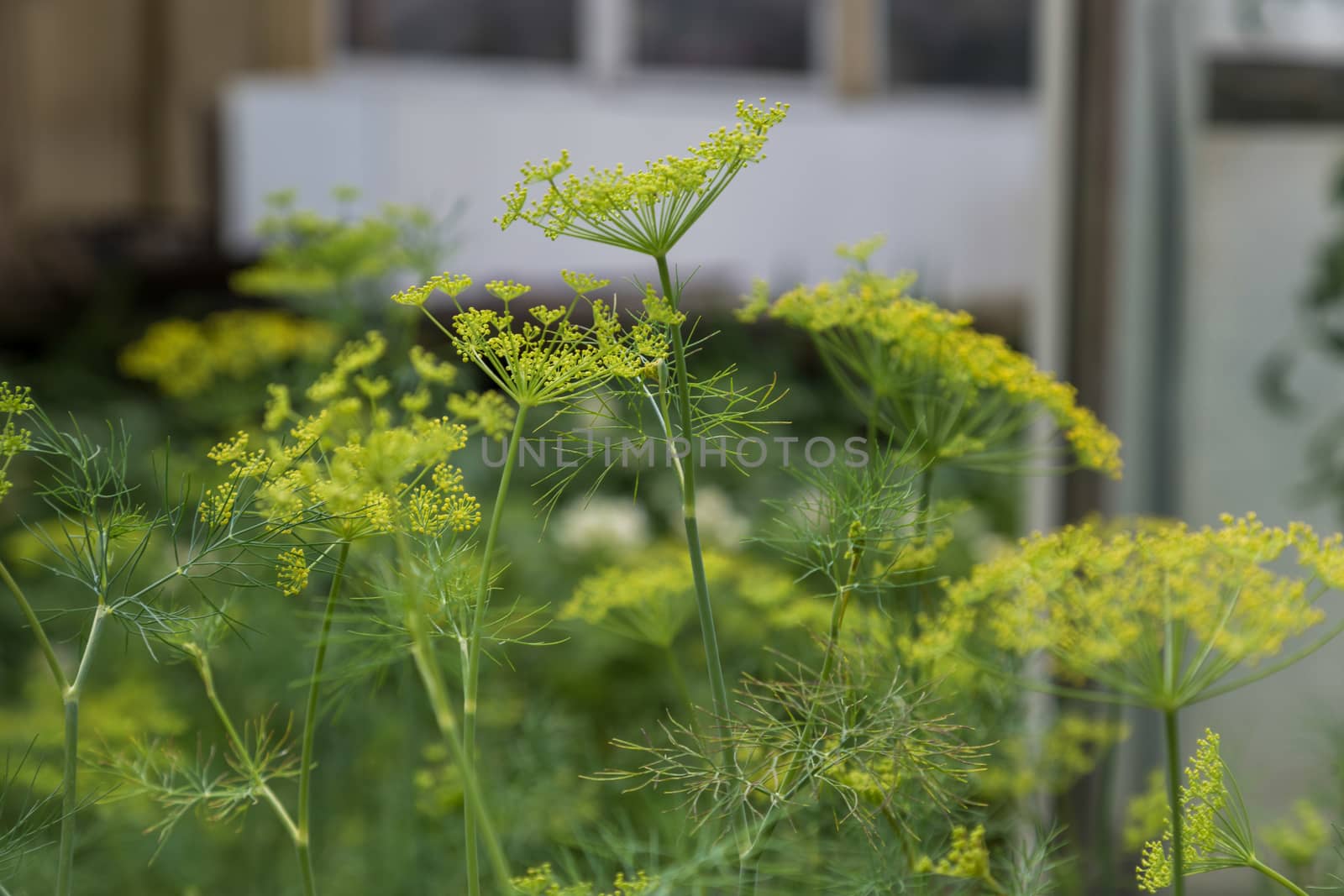 dill inflorescence close-up on a blue blurry background by galinasharapova