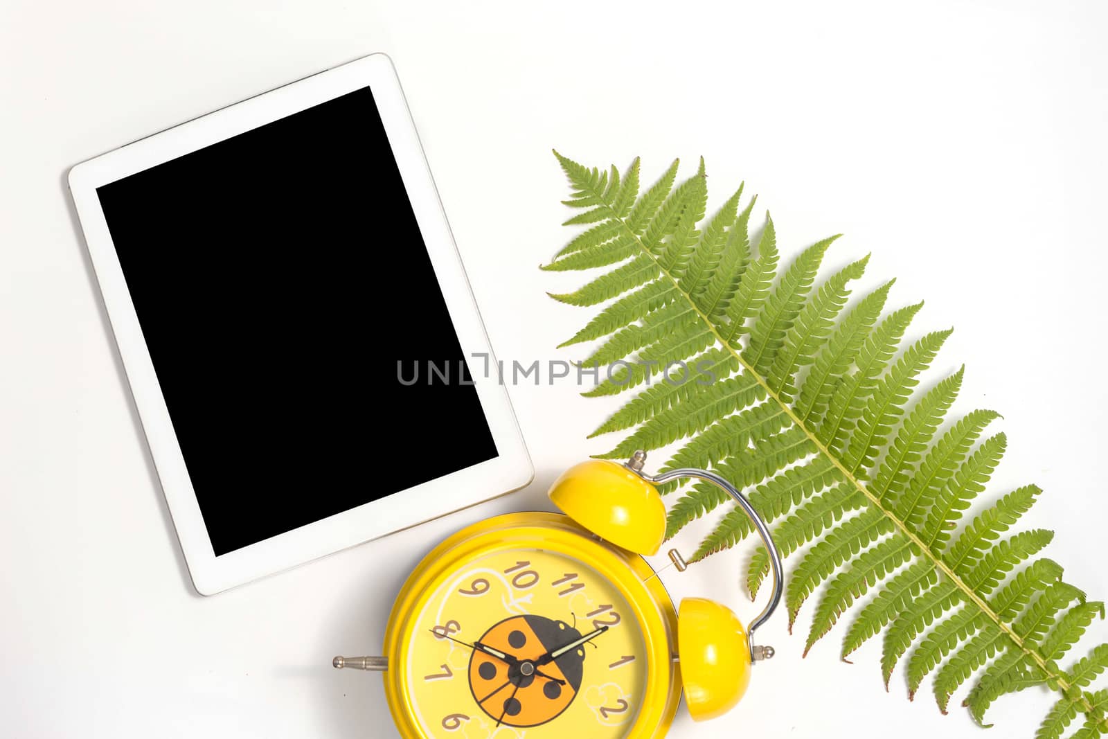 White tablet and white whalnut leaf on gray background. Flat lay, top view, copy space.