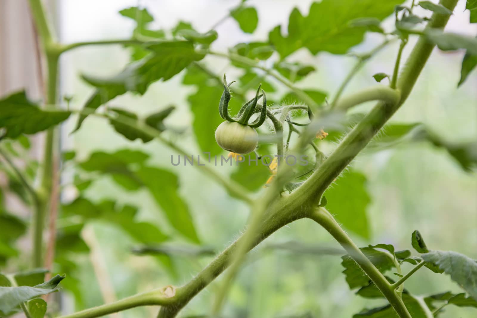 closeup group of green tomatoes growing in greenhouse horizontal frame blurry background.