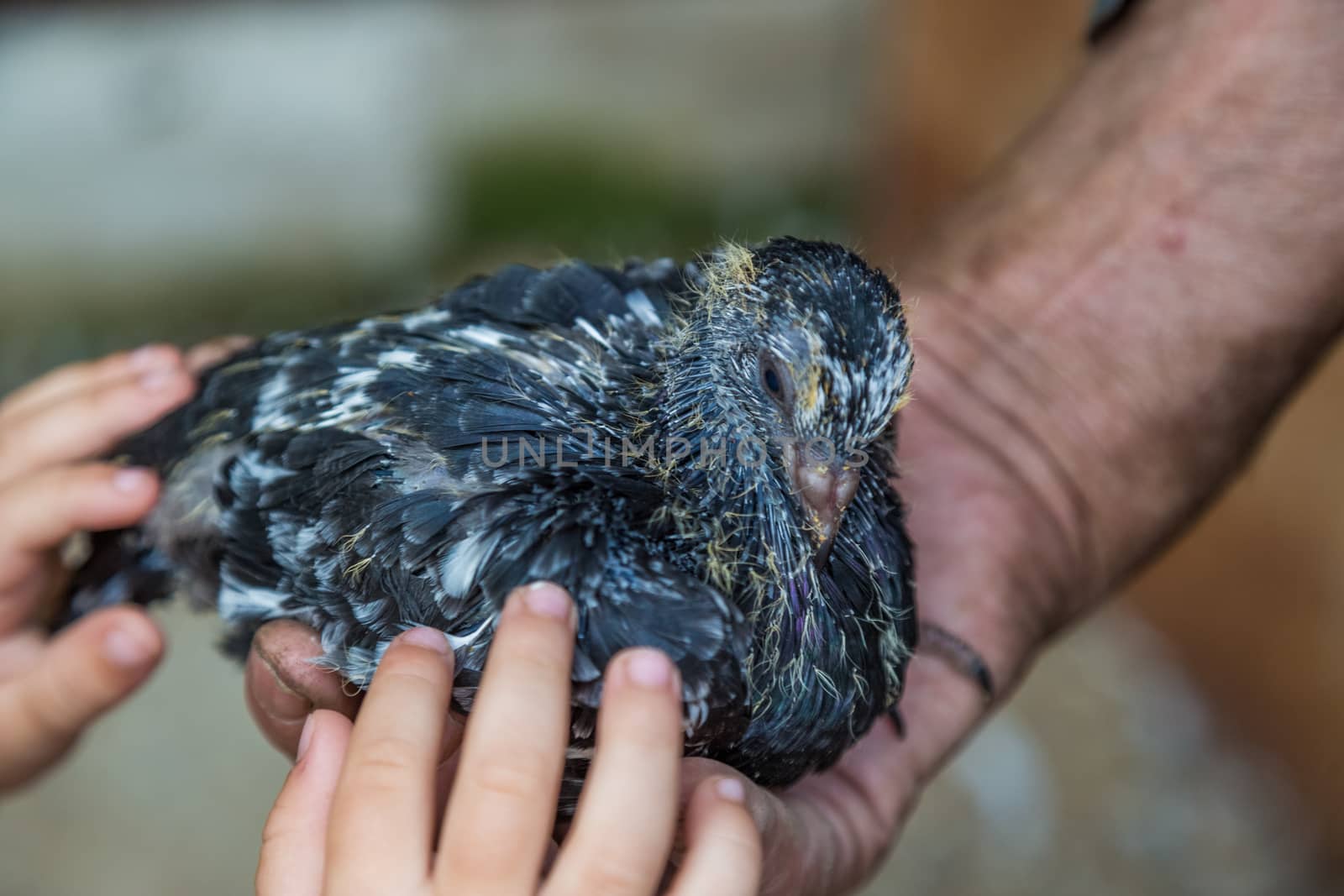 Pigeon chick in loving the human hands. Senior grandfather shows baby bird to a grandson. Example of friendship between the bird and the human