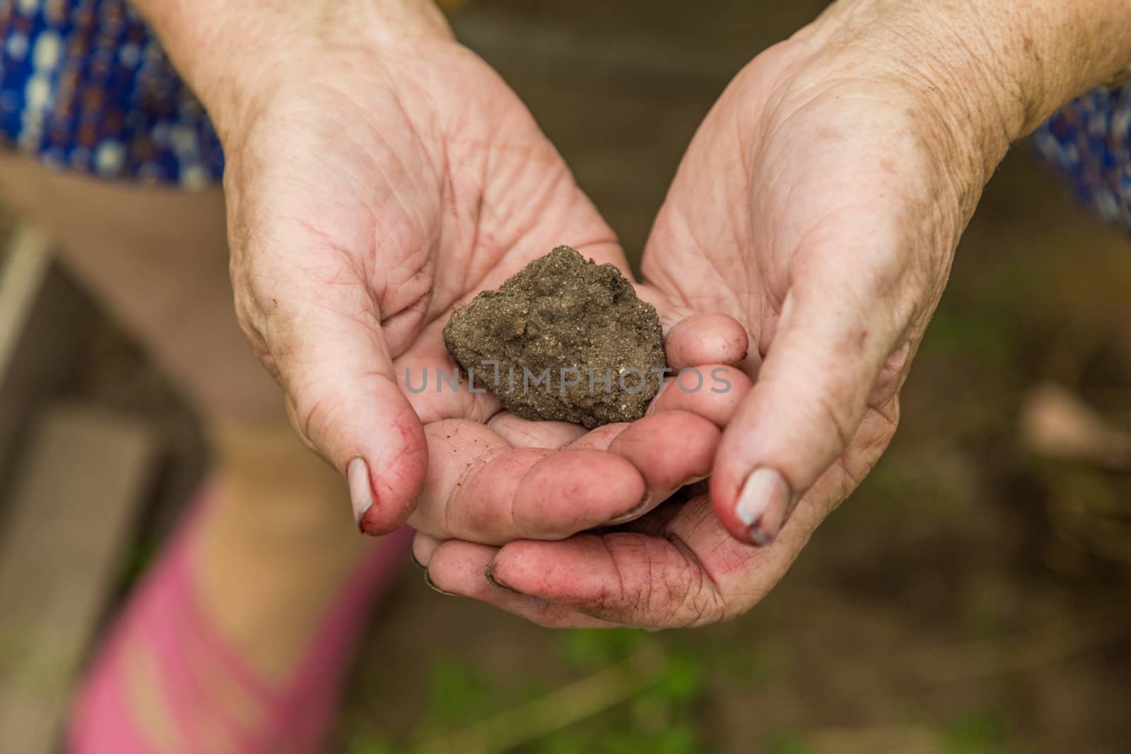 The wrinkled hands of an elderly woman hold a lump of earth. Environmental, careful.. The concept of agriculture, farming, kinship with nature.