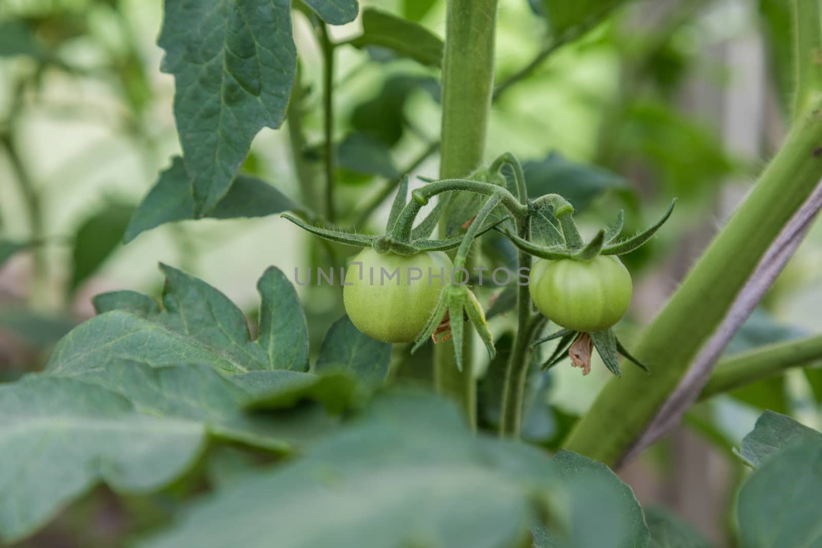 closeup group of green tomatoes growing in greenhouse horizontal frame by galinasharapova