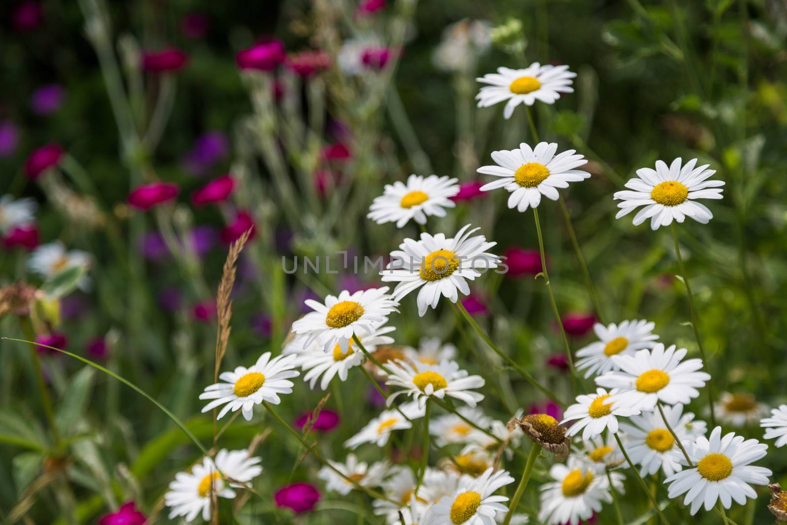Chamomile flowers in the garden of a country house. Summer beauty
