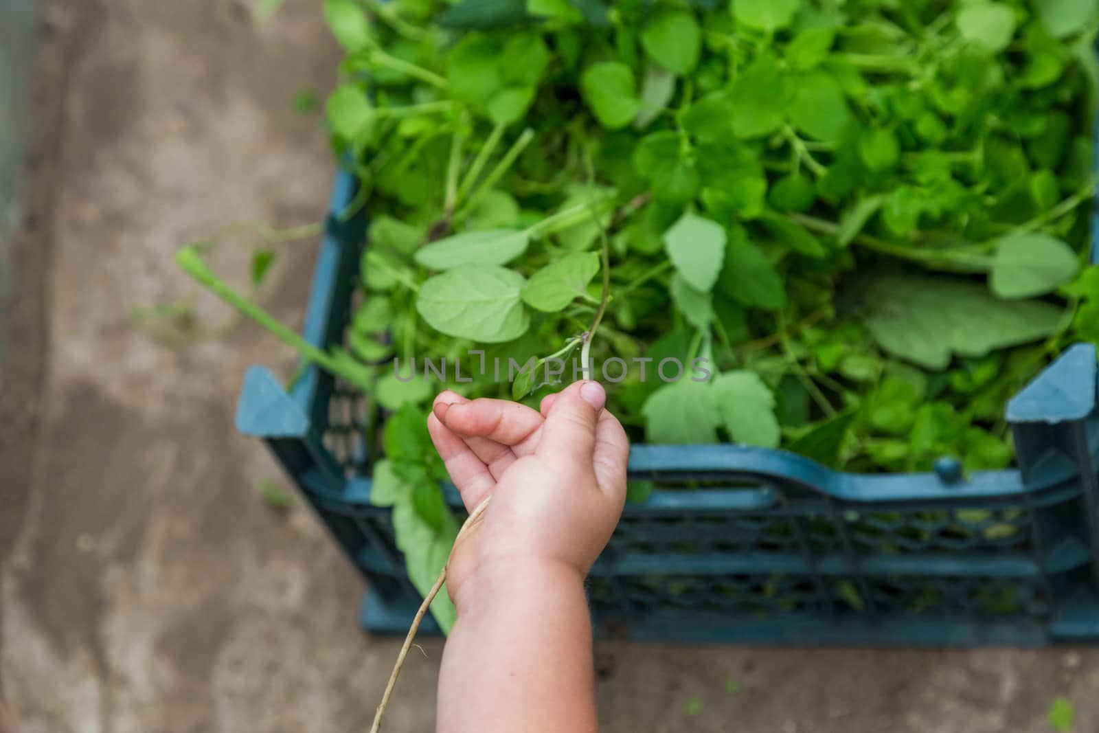 Close-up of a child's hand holding a blade of grass in the greenhouse of a country house.