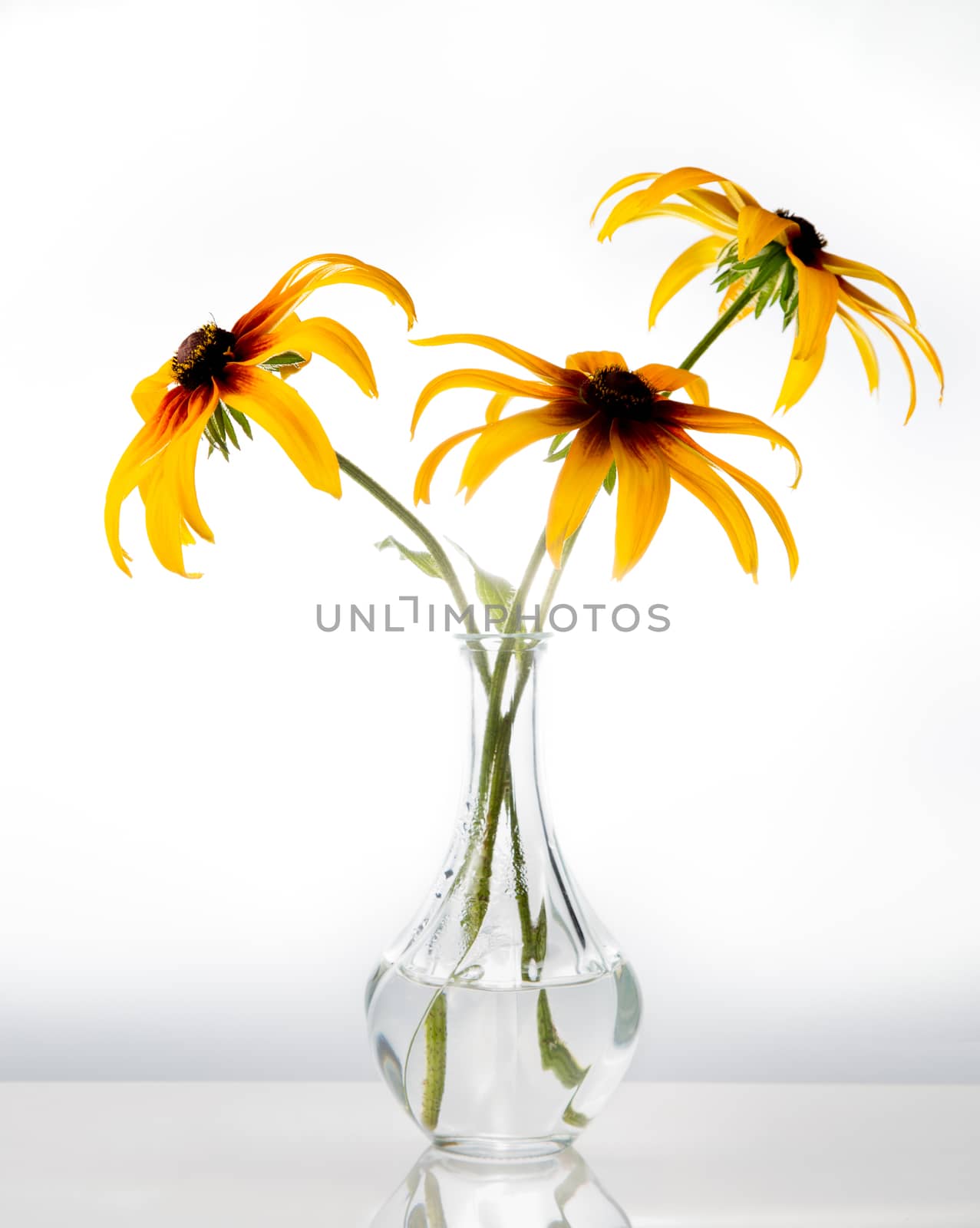 Orange gardens daisies rudbeckia Black-Eyed Susan flowers in a vase on white background artistic still life . High quality photo