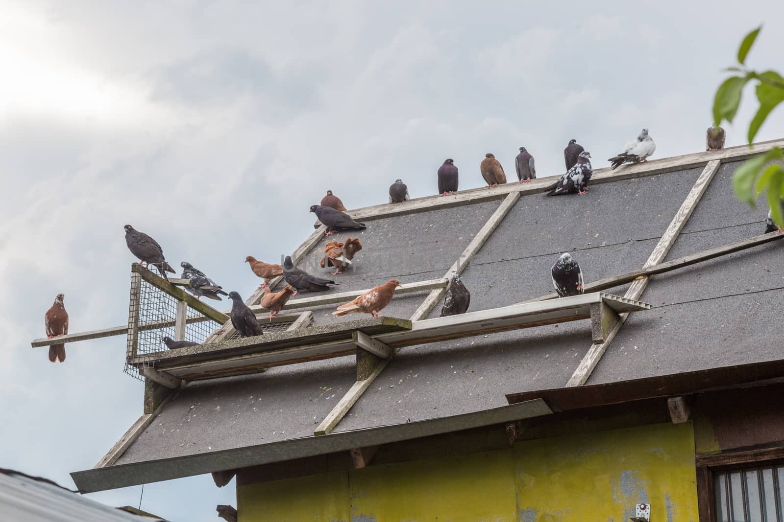 Homing pigeons sitting on the roof of a bird house.