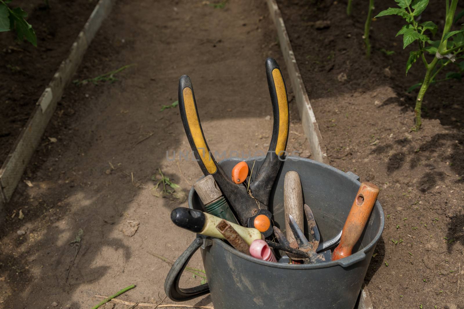 Garden tools lie in a bucket in a greenhouse. Gardening tools