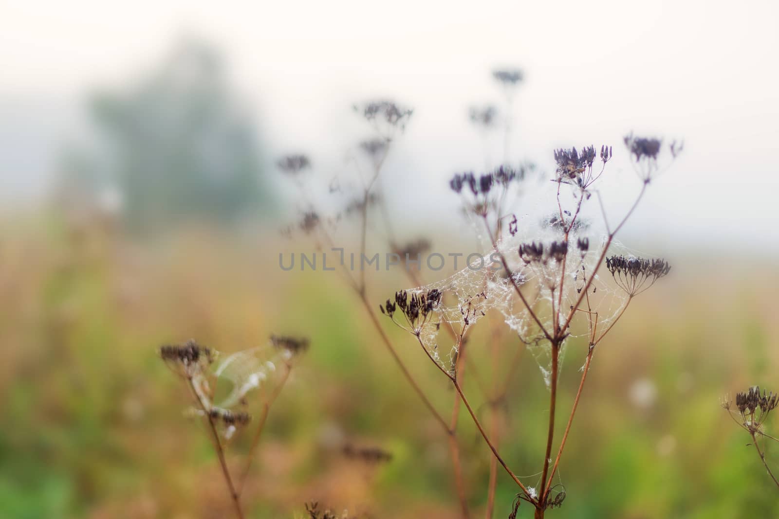 Rural landscape on a early foggy morning in the field. by galinasharapova