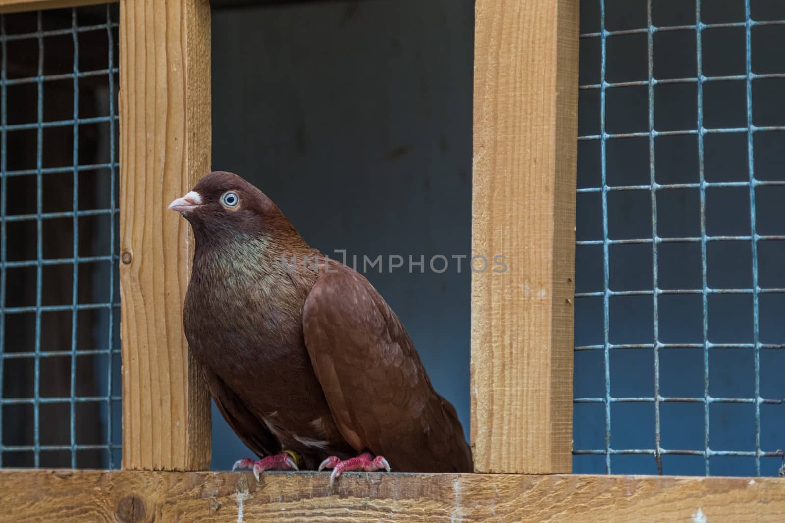 HomingPigeon in the dovecote. Breeding thoroughbred pigeons.