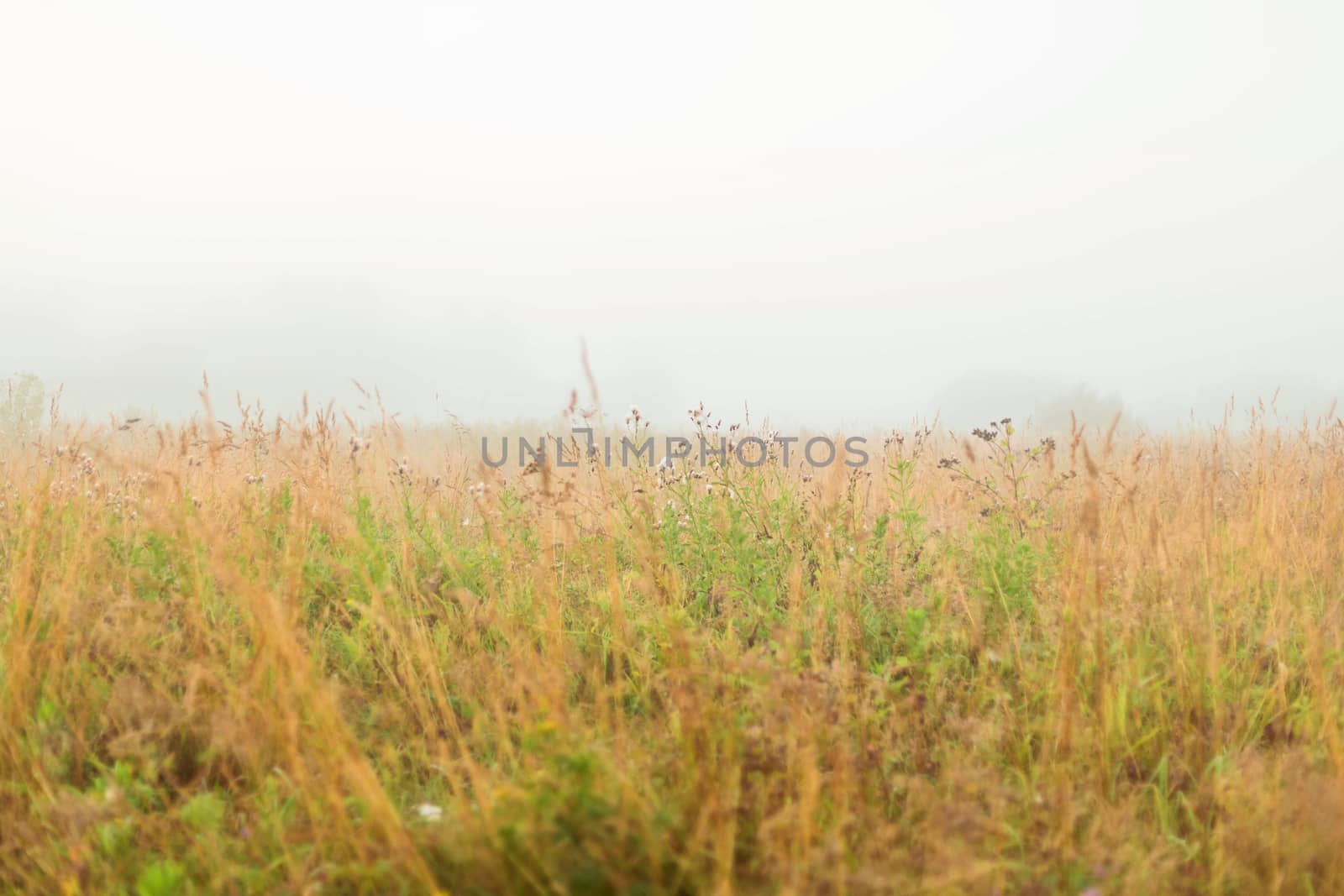 Rural landscape on a early foggy morning in the field. by galinasharapova