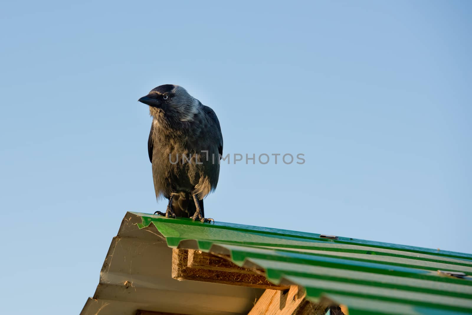 Close-up of a jackdaw stands on the roof.