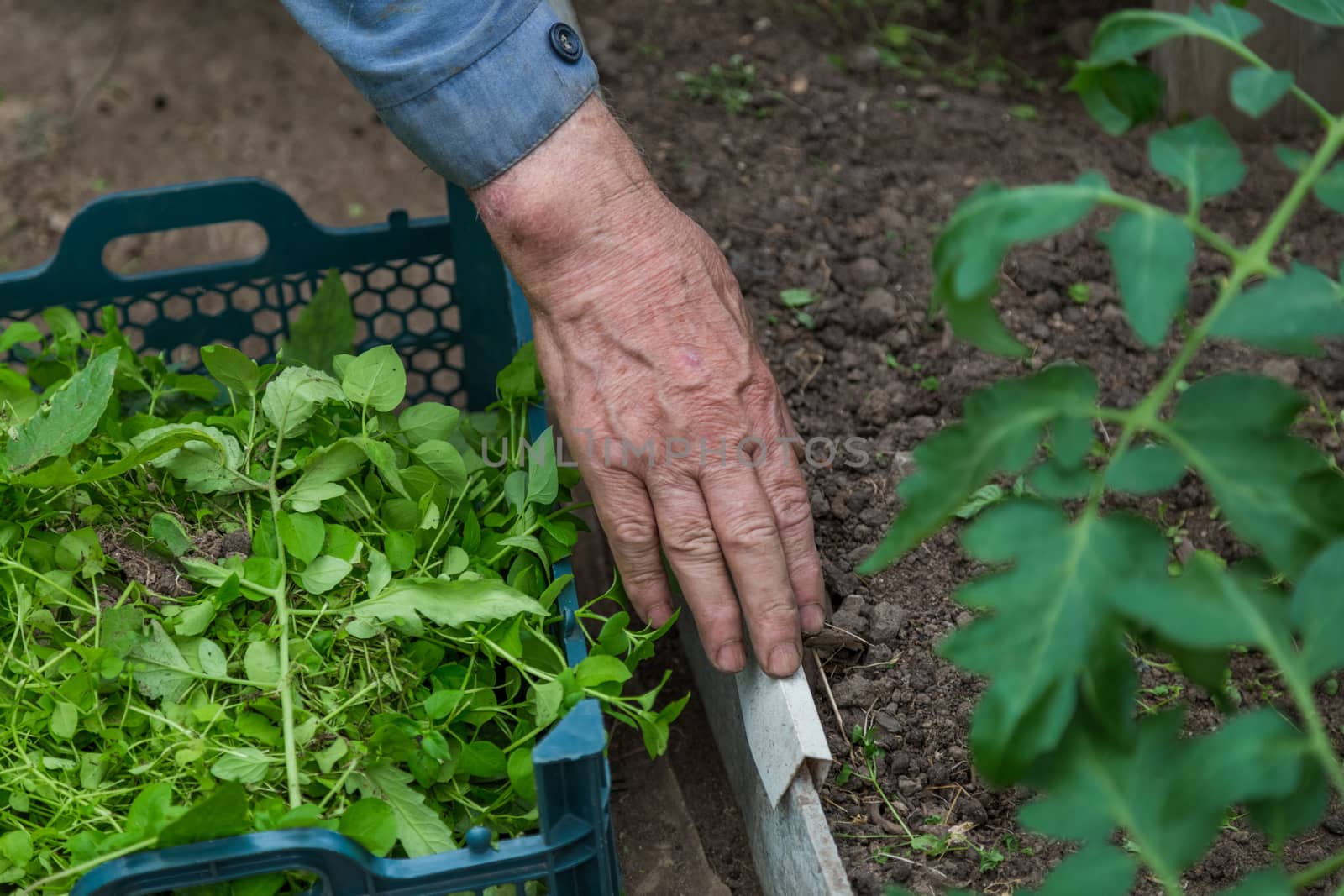 Old farmer an old man weeding the seedlings of tomato in his greenhouse. Care of seedlings in the garden. Agriculture in the greenhouse. Nature, leaf.