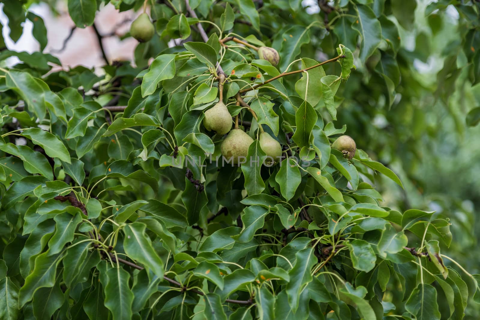 Pear tree branch with hanging fruits. Harvest time by galinasharapova