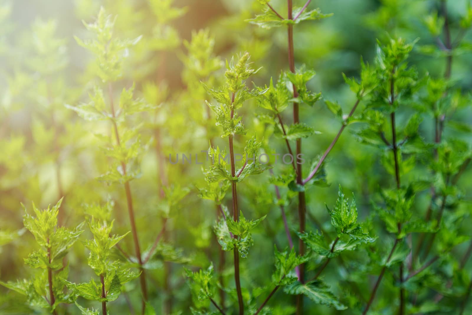 Green leafy mint background. Peppermint - grows in the garden by galinasharapova