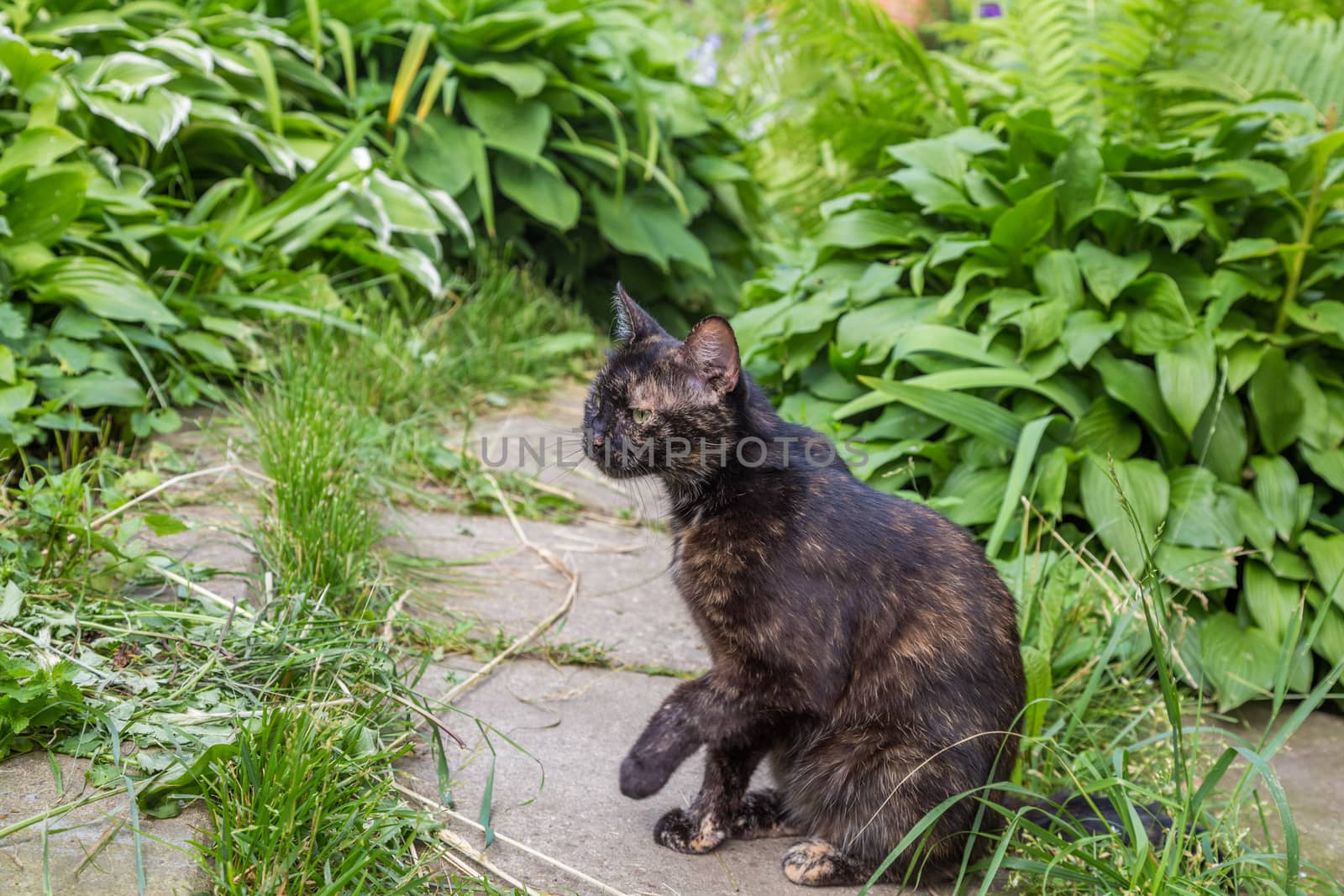 Dark Cat sits in the green garden