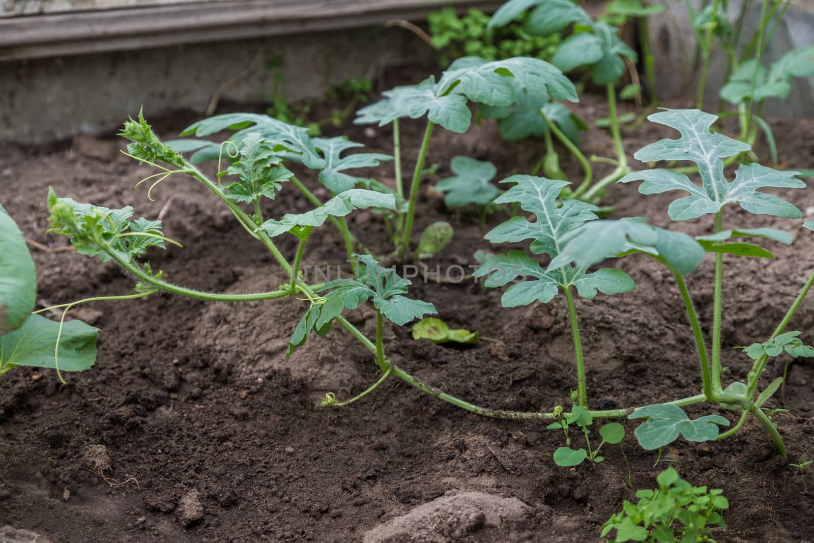 Cucumbers in the greenhouse to grow. Closeup green tenacious climbing  by galinasharapova