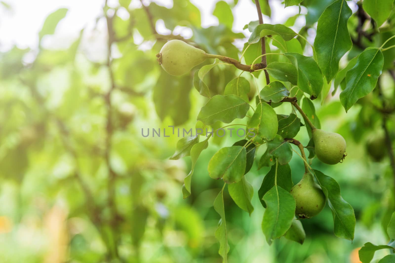 Pear tree branch with hanging fruits. Harvest time by galinasharapova