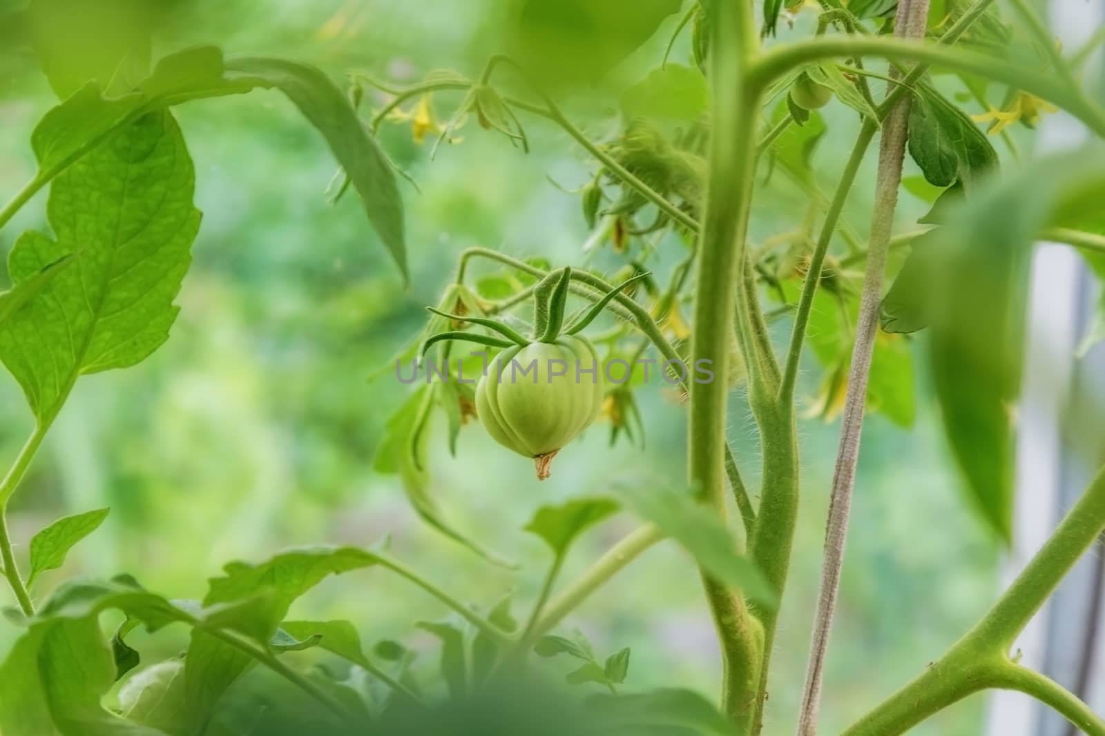 closeup group of green tomatoes growing in greenhouse. blurry background by galinasharapova
