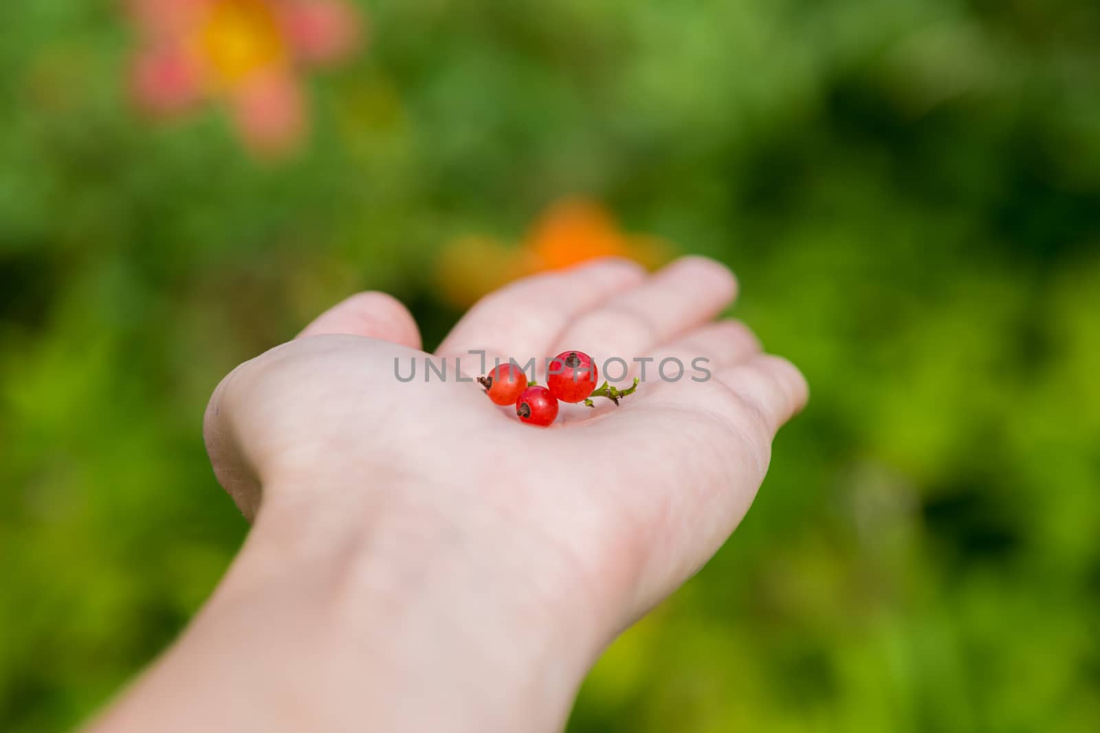 Female hands holding handful of ripe juicy red currant berries by galinasharapova