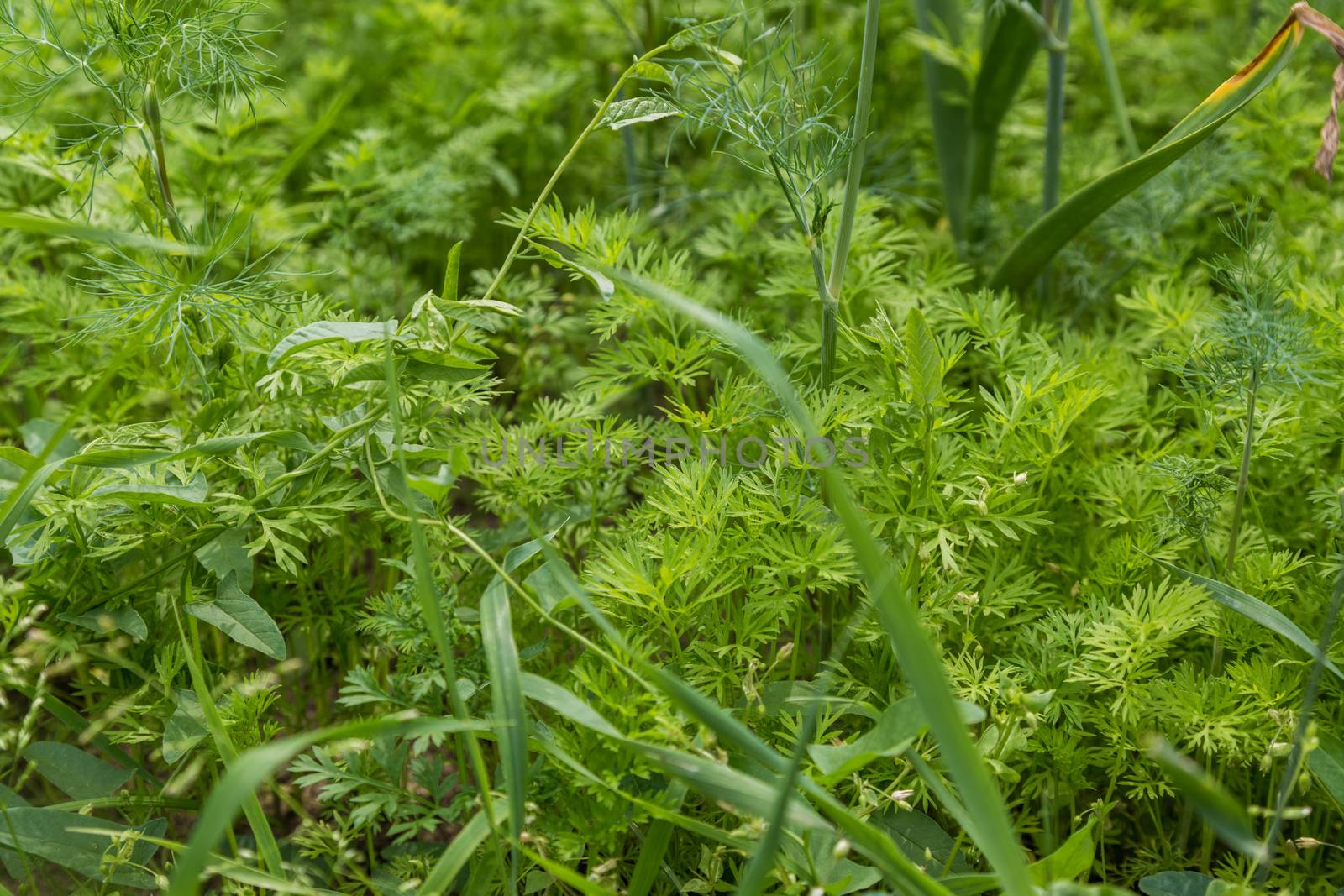 Fresh carrots planted on a farm. Vegetable beds baby carrots in the garden