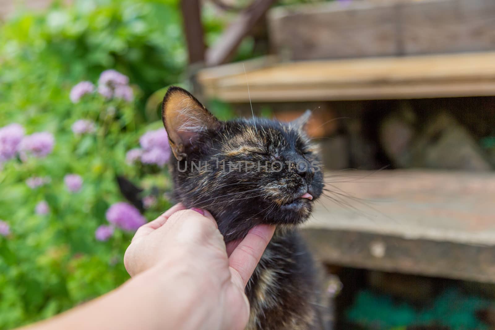 Hand of a person scratching the neck and head of a cat in the garden. Selective focus.