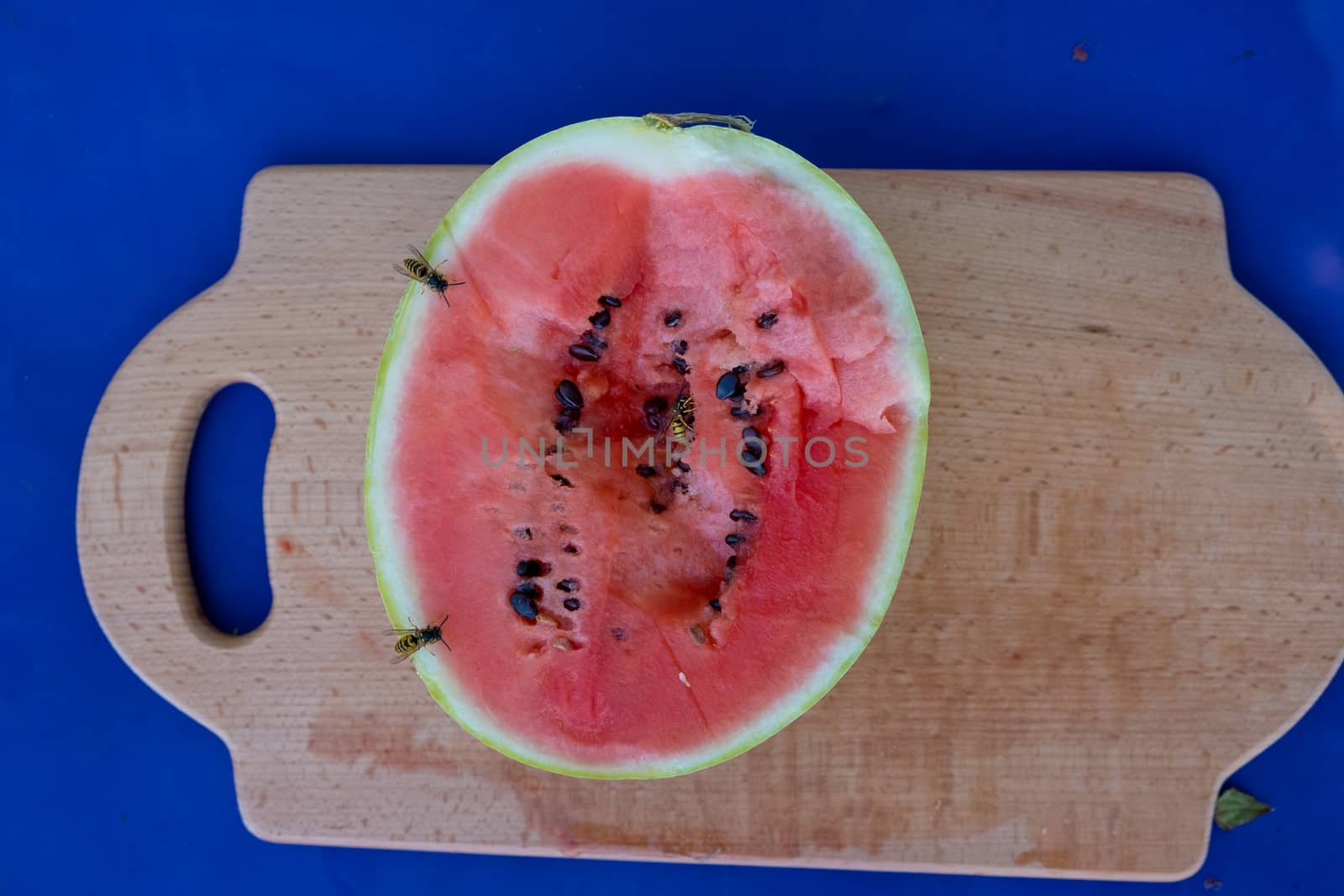 Wasps sit on a ripe red cut watermelon. Close-up.