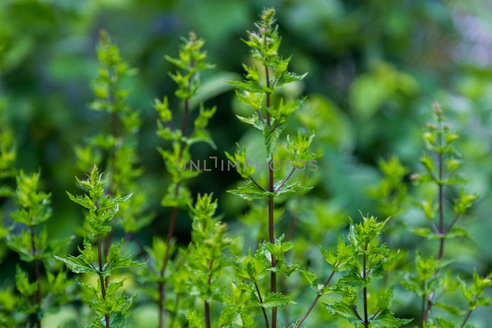 Green leafy mint background. Peppermint - grows in the garden on a flower bed, used in cooking. To grow a fragrant plant. Natural.