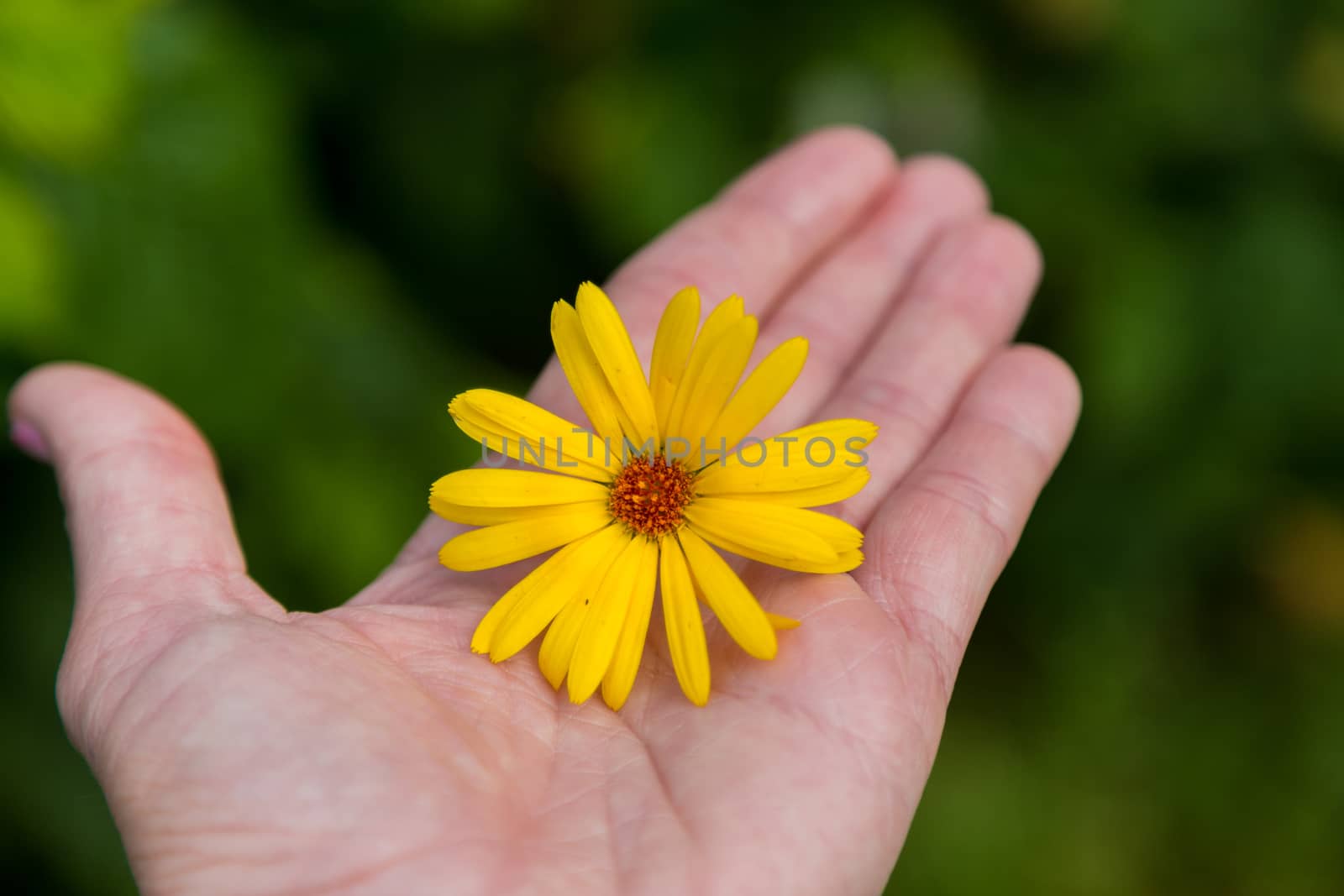 Orange marigold flowers in adult woman hands. by galinasharapova