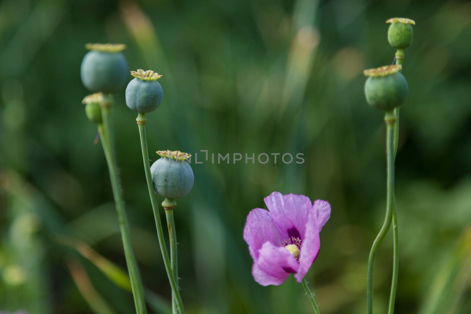 Close up of one purple poppy flower and one small bloom by galinasharapova