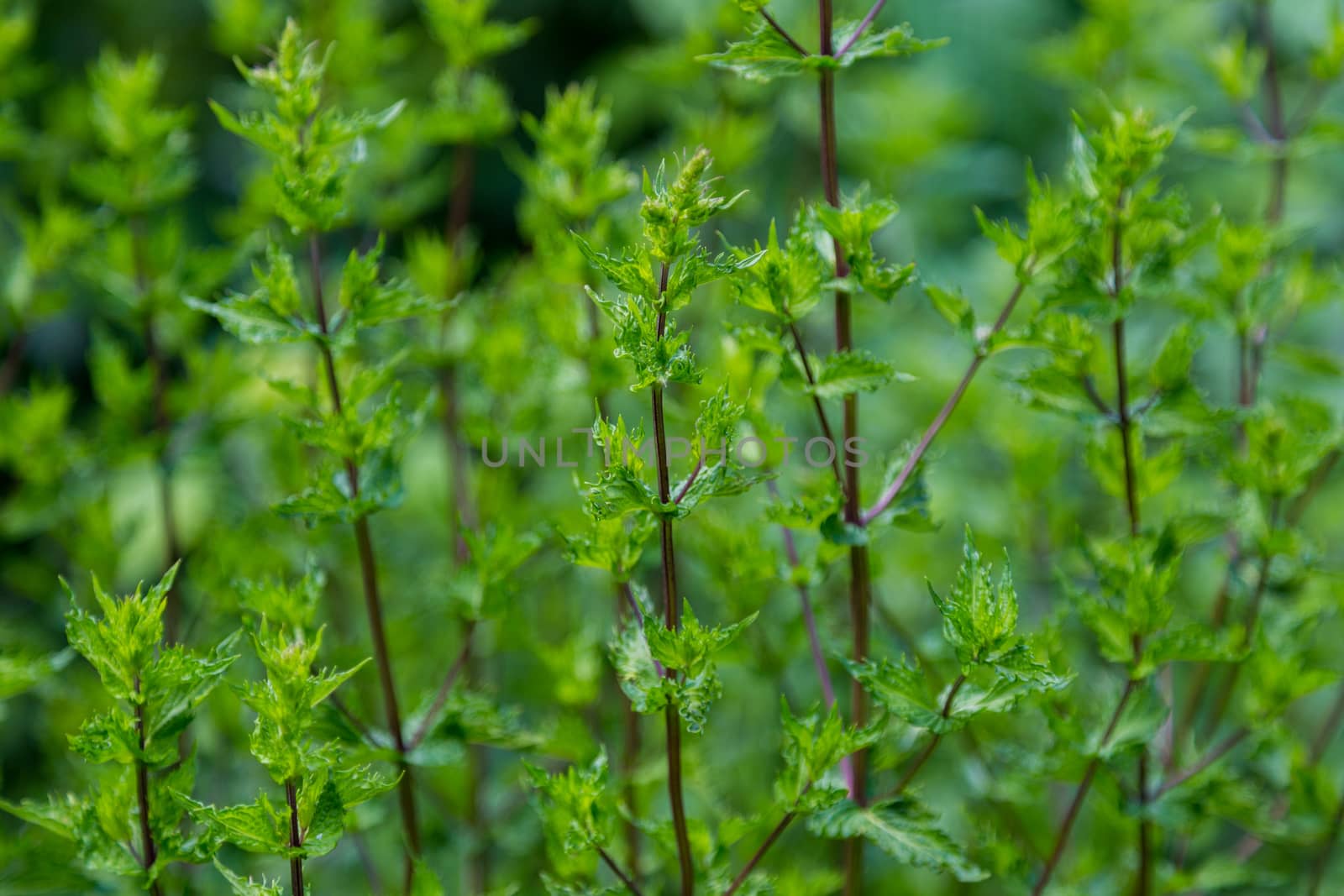 Green leafy mint background. Peppermint - grows in the garden by galinasharapova