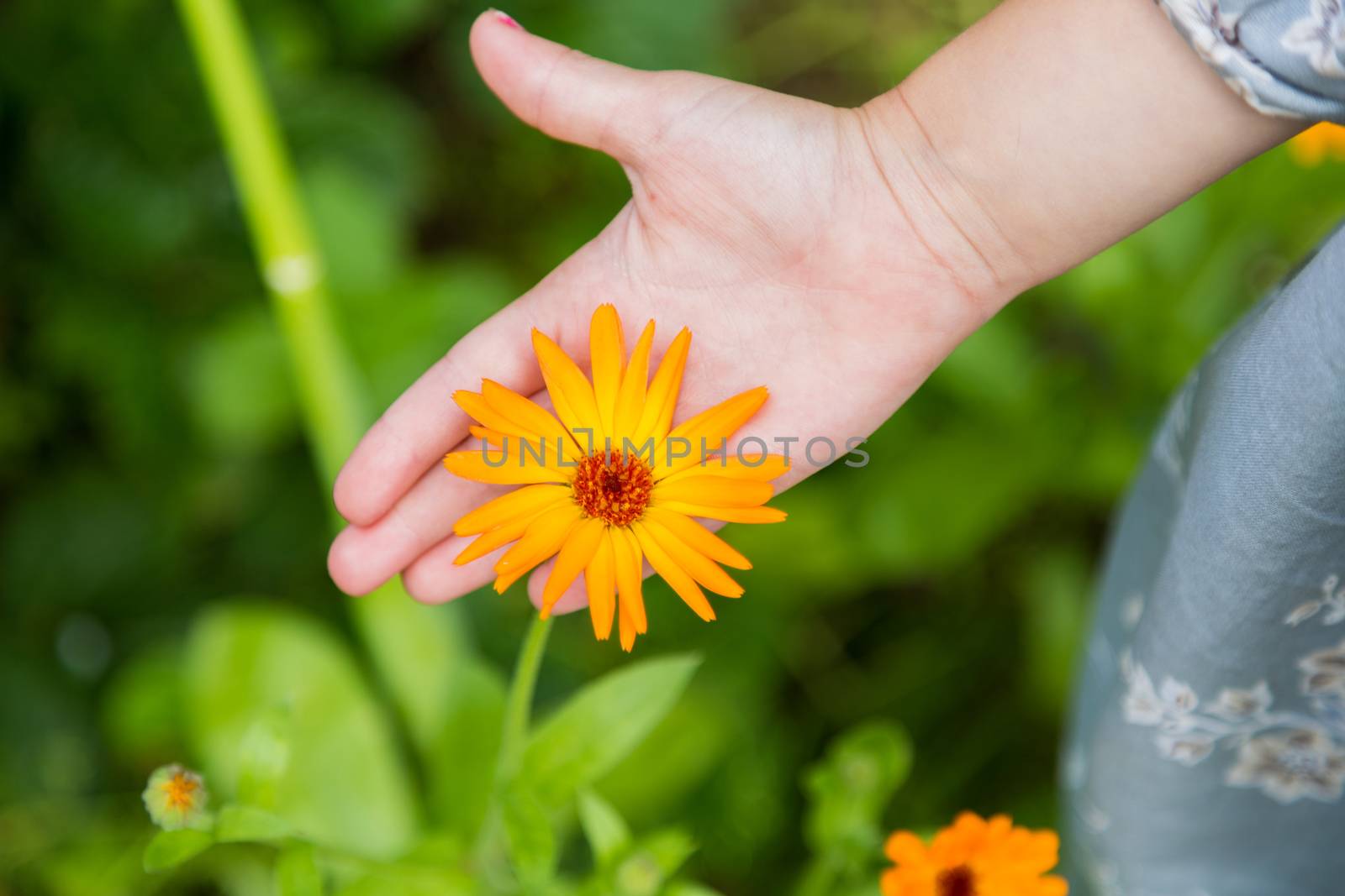 Orange marigold flowers in human hands. Healing herbs. Plucked petals of calendula.