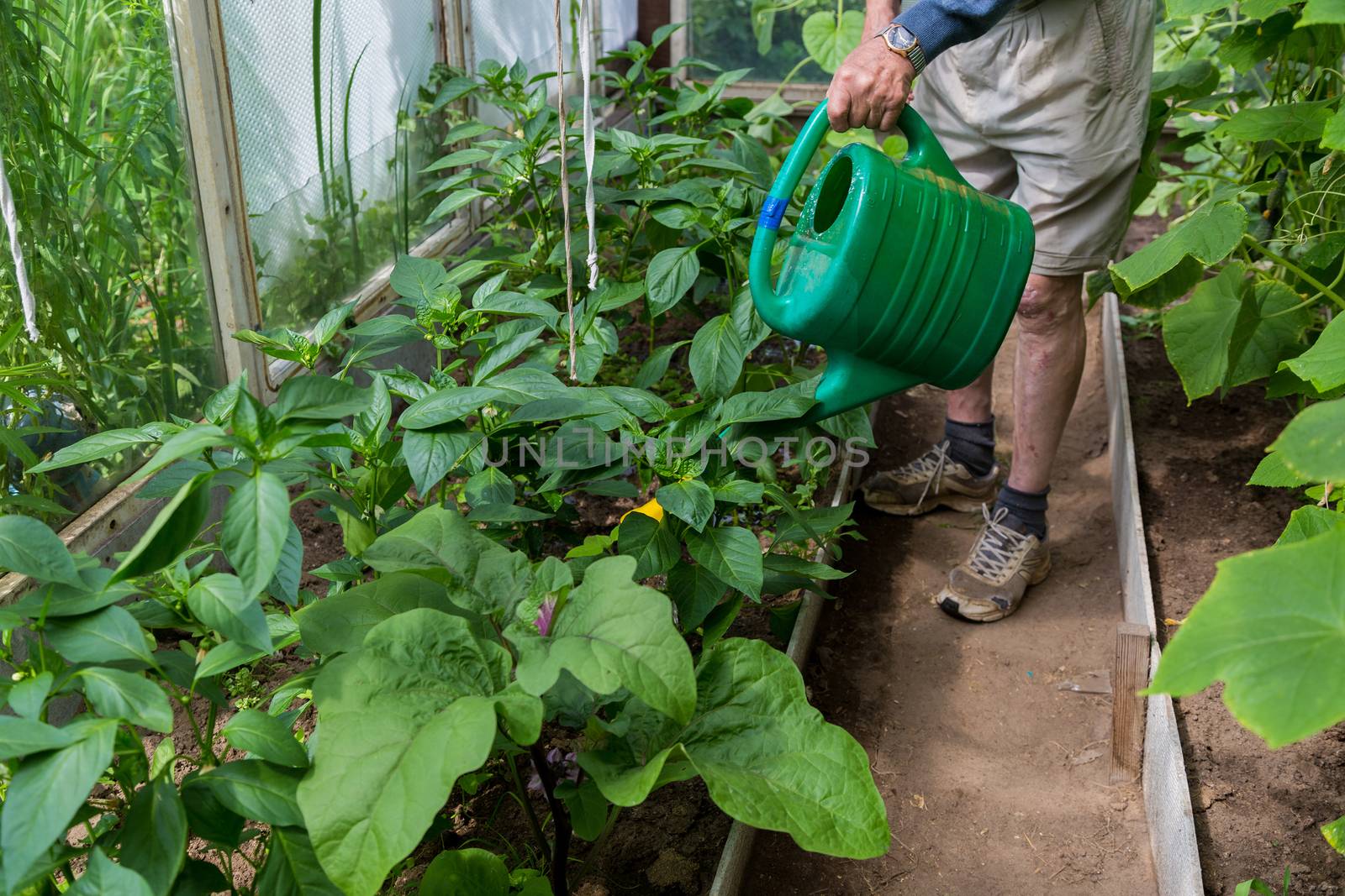 Active Older man watering plants in greenhouse